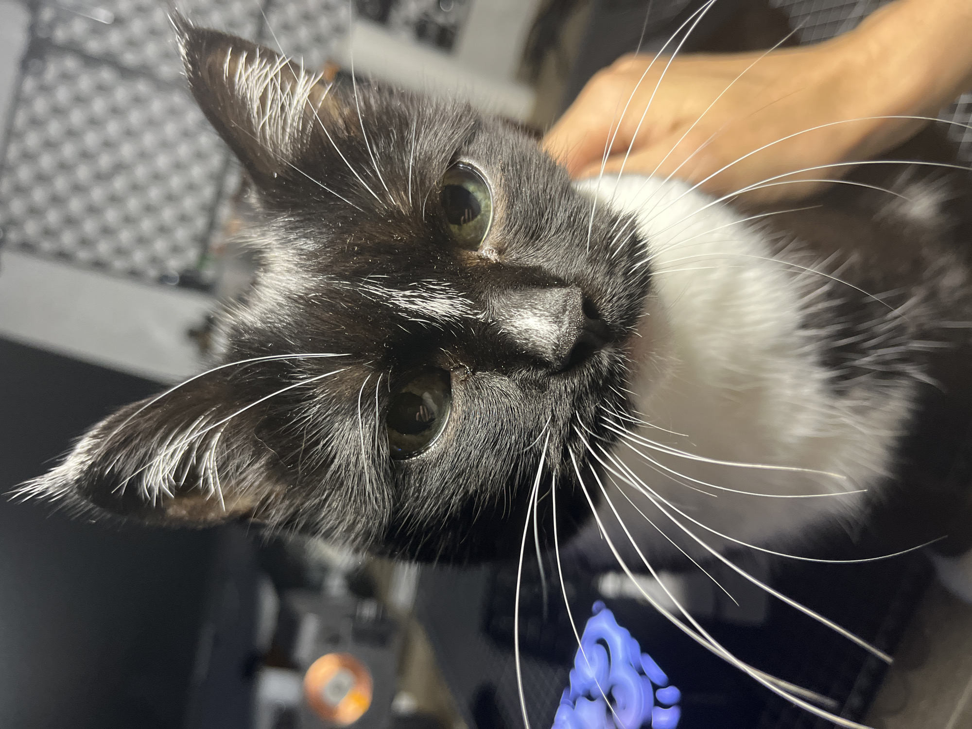 A close-up, head-on shot features a black and white kitten looking directly at the camera. The kitten's eyes are a light green, and its whiskers are long and white, fanning out from its muzzle. A human hand, with an orange skin tone, gently supports the kitten's head from the right side. A blue nitrile glove is visible on the left, near the kitten's face. The background is softly blurred, suggesting an indoor setting with some electronic equipment and a patterned surface. There is no discernible information in the image to indicate its location in Moscow, Russia, or any other specific city.
