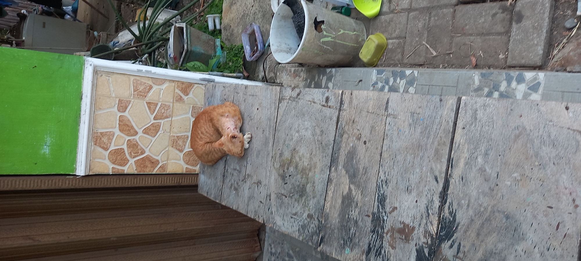 An orange cat sleeps curled on a weathered wooden platform. The platform is elevated and has a ramp leading up to it. Behind the platform, a wall is visible, painted green at the top and tiled with a mosaic pattern of brown and beige stones at the bottom. To the right of the platform, a paved area with gray bricks is visible. Several objects are present in the paved area, including a white bucket filled with dark material, a small yellow container, and a green object that appears to be a scoop. The overall scene suggests an outdoor urban or semi-urban environment in Ngentakrejo, Indonesia.