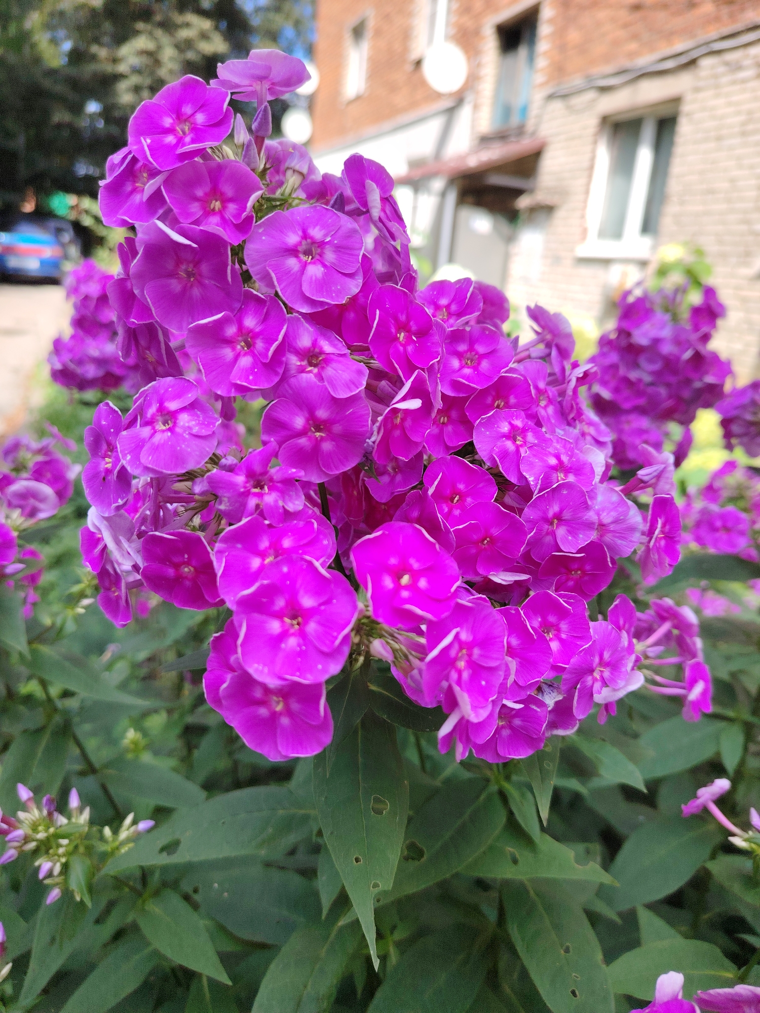 A close-up, vertical, outdoor, medium shot captures a cluster of vibrant purple phlox flowers in the foreground. The flowers are in full bloom, with delicate petals and visible stamens. Behind the flowers, the background is blurred, showing green foliage, a brick building with windows, and a hint of a blue and red car on a street. The lighting suggests a sunny day.