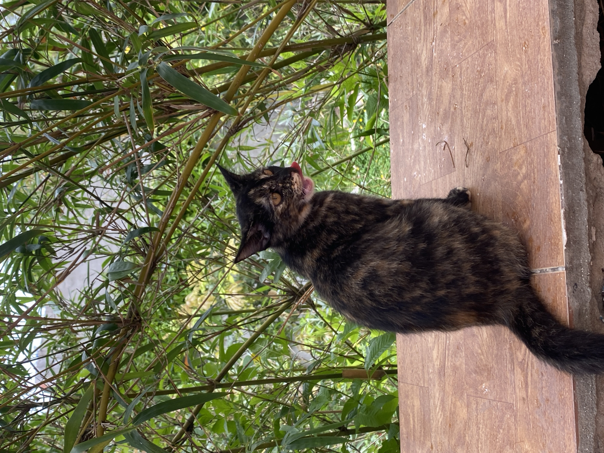 A tortoiseshell cat sits on a tiled surface next to some greenery. The cat is predominantly black and brown. Its tongue is protruding slightly. The greenery appears to be bamboo-like. The setting may be in Mũi Né, Vietnam.