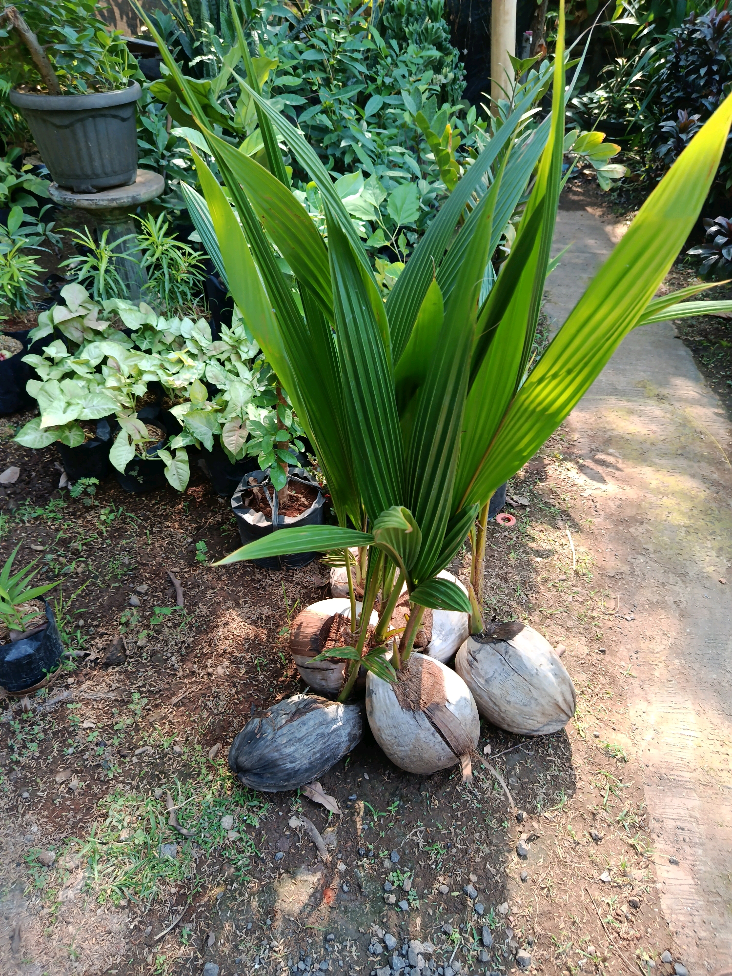 In Kudus, Indonesia, a close-up, eye-level shot captures a garden scene. Four coconuts are arranged around the base of a young coconut palm sapling, its vibrant green fronds reaching upwards. The ground is a mix of dark soil and scattered debris, with small patches of green grass. In the background, a paved pathway runs diagonally, bordered by various potted plants and lush greenery. The overall impression is one of a well-maintained garden, likely a backyard or nursery, bathed in natural light. The image showcases the growth of the coconut sapling and its natural setting.