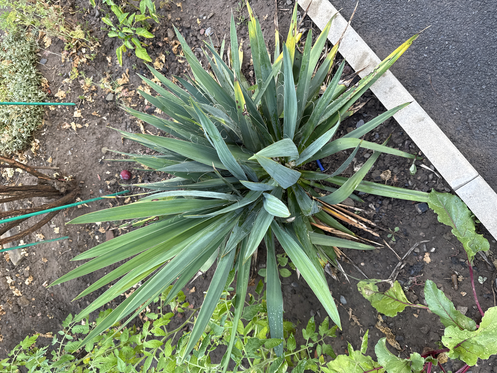 An overhead, eye-level shot captures a Yucca plant as the central subject in a garden bed in Novoshakhtinsk, Russia. The plant has long, sword-like, green leaves that fan out in a radial pattern, with some leaves showing yellowing at the tips. The garden bed is composed of dark soil, with scattered dry leaves and debris. To the left of the Yucca, young tomato plants with green leaves are visible. In the lower left corner, beet plants with red stems and green leaves are present. A light-colored concrete border separates the garden bed from a dark asphalt surface on the right side of the image. The environment appears to be outdoors, possibly a residential garden or public green space. The lighting suggests it may be overcast or late in the day. No people are present in the image.