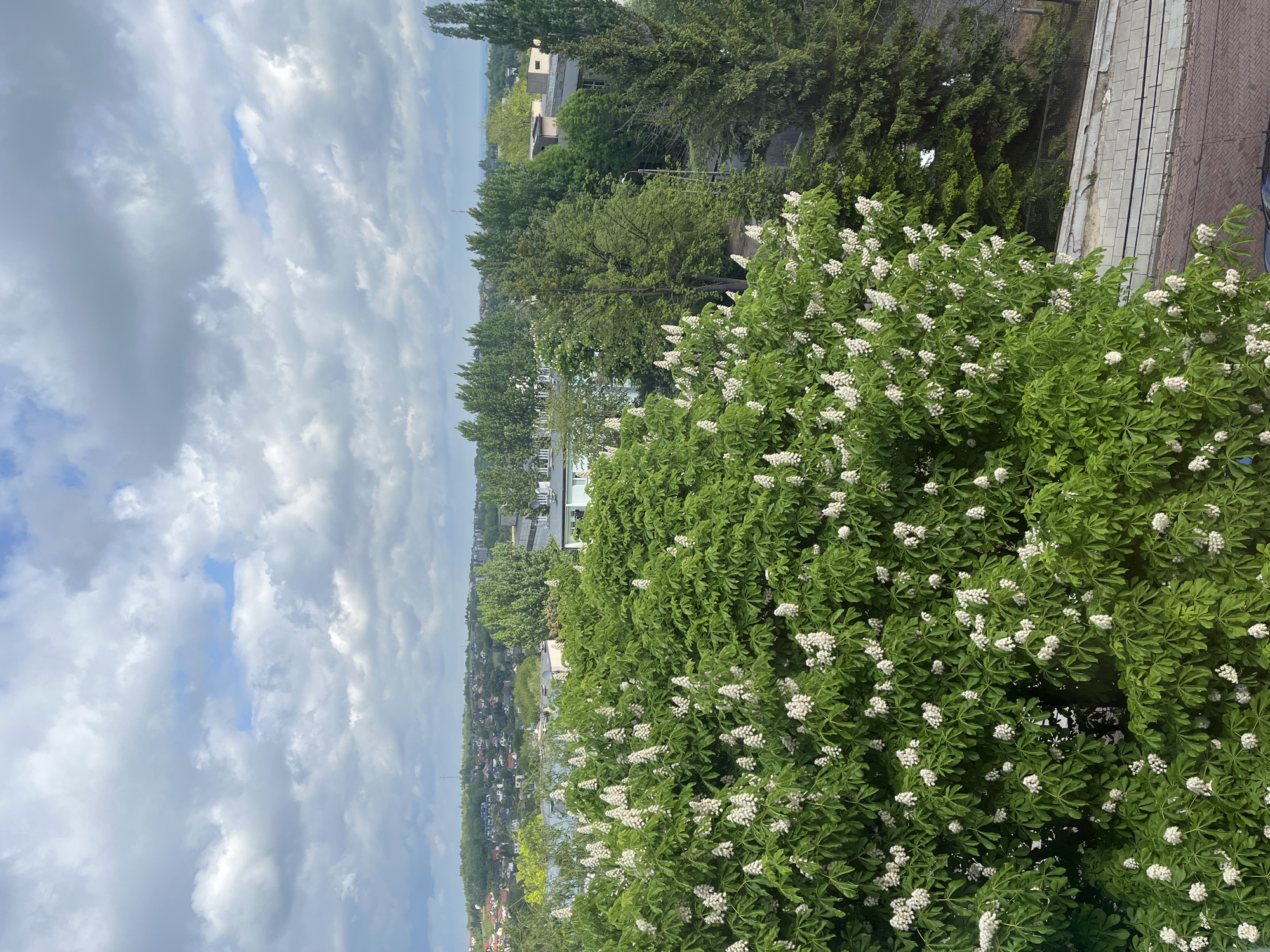 From a high-angle perspective, the image captures a cityscape under a cloudy sky. The foreground is dominated by a large, verdant tree densely covered in white blossoms. In the middle ground, a mix of smaller trees and buildings are visible, stretching into the distance. A body of water is distinguishable on the horizon. The location is Unknown, Unknown.