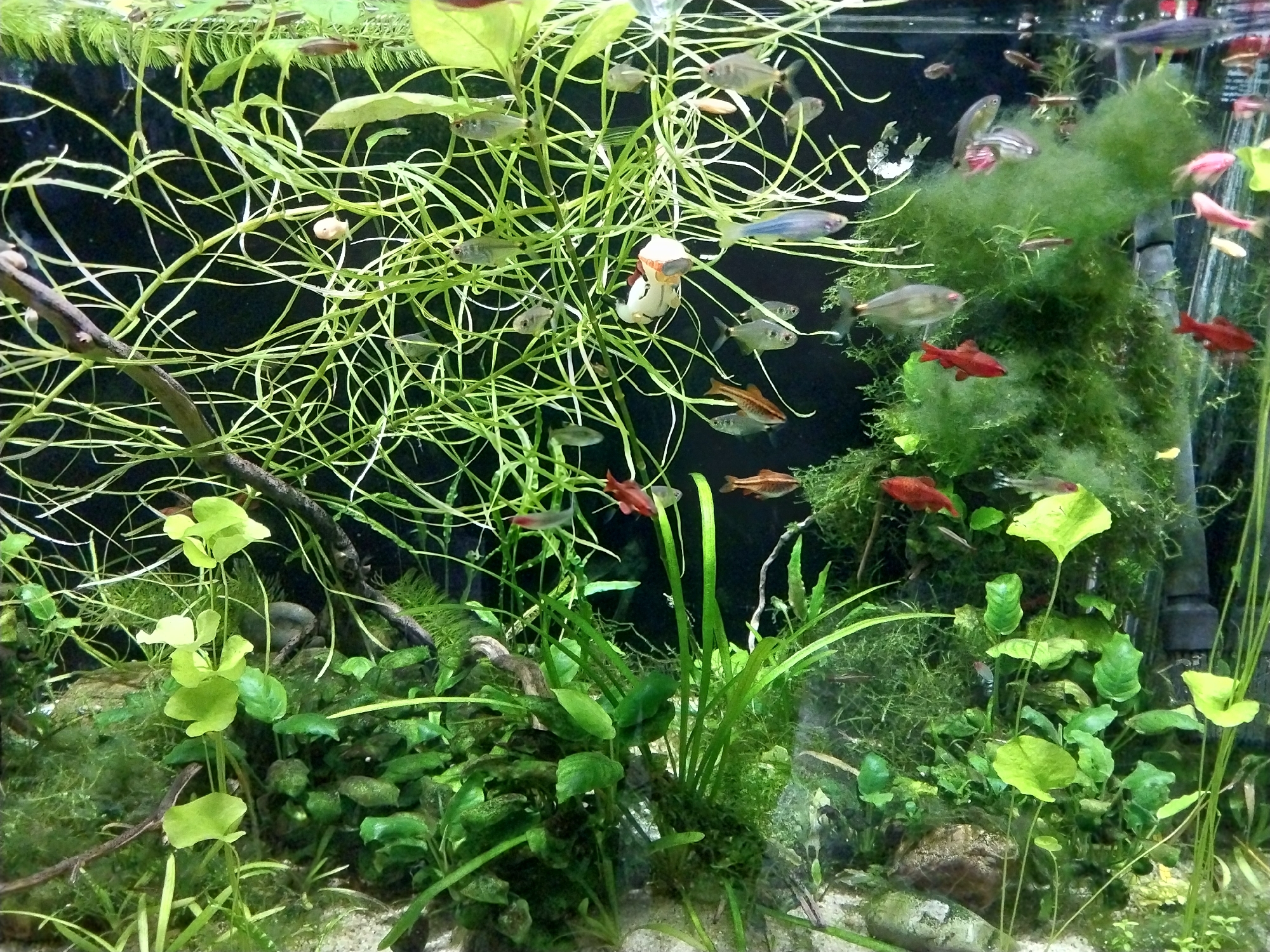 The image shows an aquarium filled with various fish and aquatic plants. Several species of small fish are visible, including some red-colored fish and others with silver or blue coloration. A dense network of green plants dominates the scene, with different types of foliage and textures. Some of the plants appear to be submerged, while others are floating. The aquarium's background is dark, providing contrast to the vibrant green and colorful fish. The scene appears to be well-lit, highlighting the details of the aquatic environment. There is no evidence to suggest that the photo was taken in Sochi, Russia.