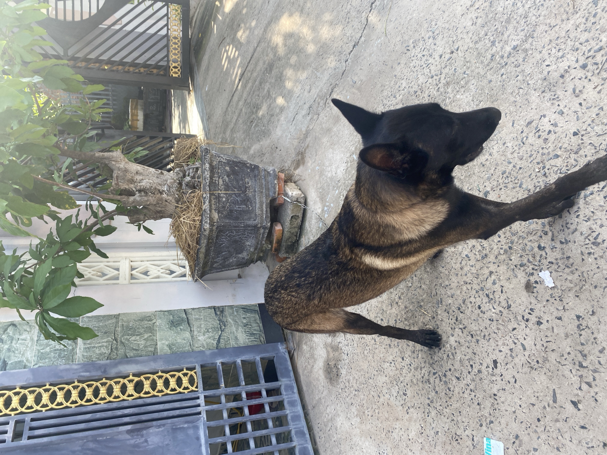 An outdoor scene in Mũi Né, Vietnam, features a dark-colored dog, likely a Belgian Malinois, standing on a paved surface. The dog is facing to the right, with its head lowered and its tail slightly raised. Its fur is a mix of brown and black, with lighter tan markings on its legs and face.
To the left of the dog, a tall, gray metal gate with an intricate gold design is visible. Behind the gate, a wall covered in greenish-gray textured tiles can be seen. Further into the background, a large potted plant with lush green leaves is placed on a concrete base, which is itself supported by bricks. The pot is dark and appears weathered. Beyond the potted plant, another black metal gate with a gold decorative pattern is open, revealing a glimpse of an alleyway or courtyard.
The ground is a light-colored concrete with scattered dark aggregate. Sunlight casts shadows from the plants and gates onto the pavement, indicating it is daytime. The overall environment suggests a residential or commercial outdoor space, possibly a yard or driveway, in a warm climate. There are no humans visible in the frame. A small white and blue card is partially visible on the ground in the lower left corner of the image.