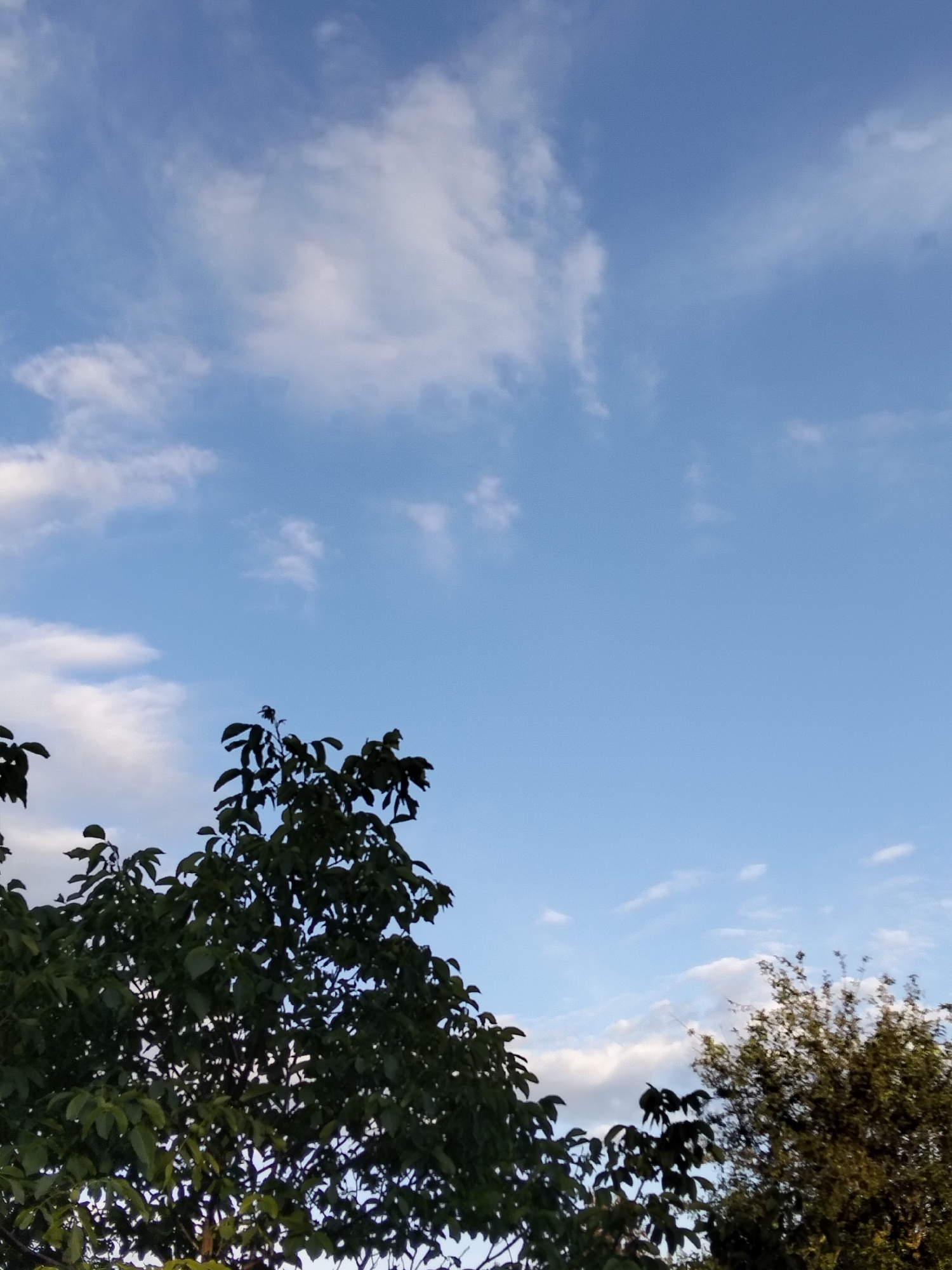 The image shows a view of the sky with clouds and trees. The sky is blue with scattered white clouds. The trees are green and leafy, with some branches silhouetted against the sky. The overall impression is one of a clear day in a natural setting. The scene is likely outdoors, possibly in a park or a backyard. There are no people or animals visible in the image.