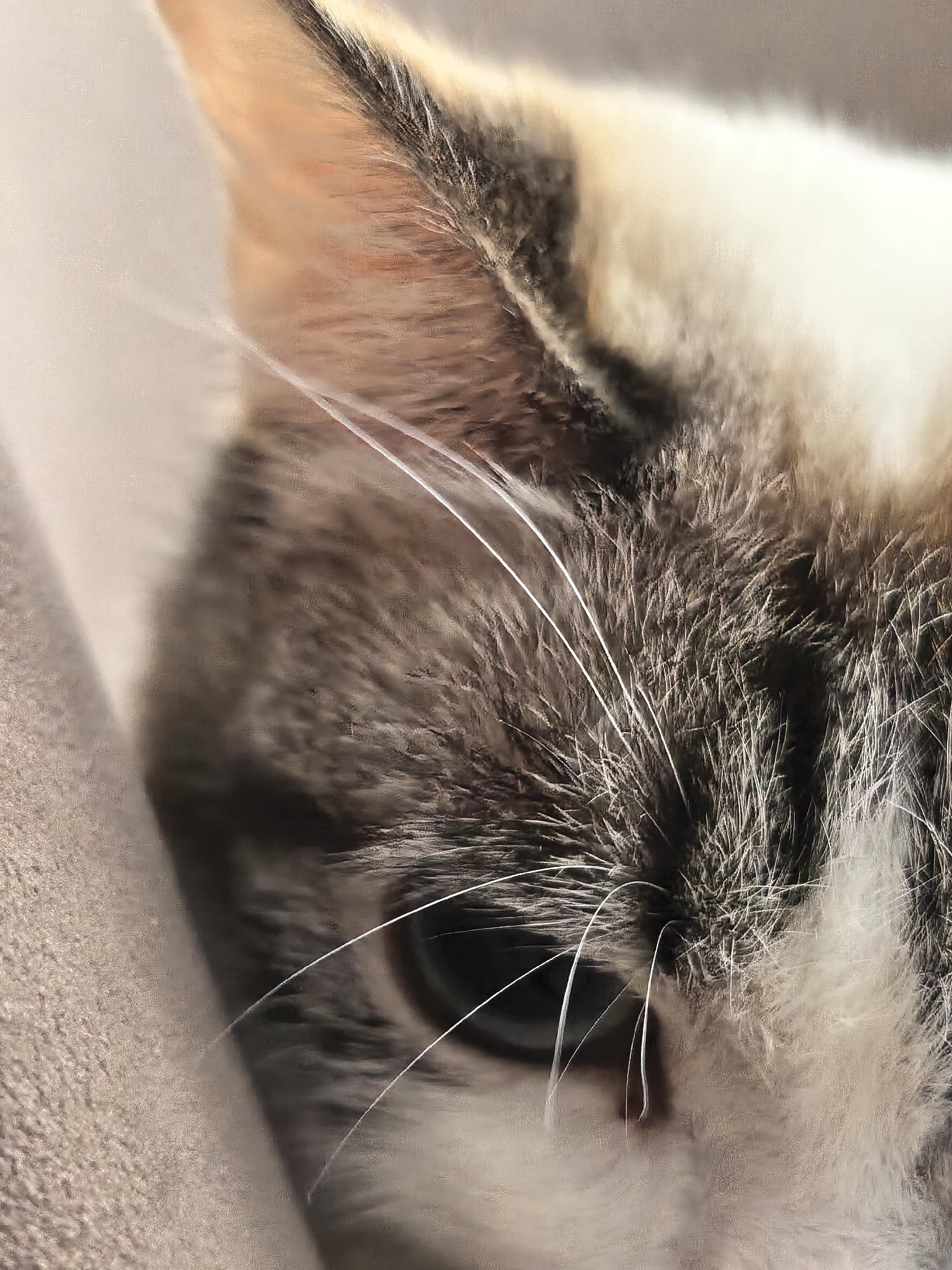 A close-up, angled shot focuses on the right side of a cat's face, revealing its eye, whiskers, ear, and fur. The cat's fur is a mix of grey, white, and tan. Its eye is dark and appears to be looking slightly off-camera to the left. Several long, white whiskers extend outward from the right side of its muzzle. The cat's ear, a prominent feature on the left side of the frame, is tan and white with dark grey markings. The background is a soft, blurry beige, suggesting the cat is resting on a cushioned surface. The lighting is warm and directional, casting soft shadows and highlighting the texture of the fur and whiskers. There are no people or other discernible objects in the image, and no specific location information is available.