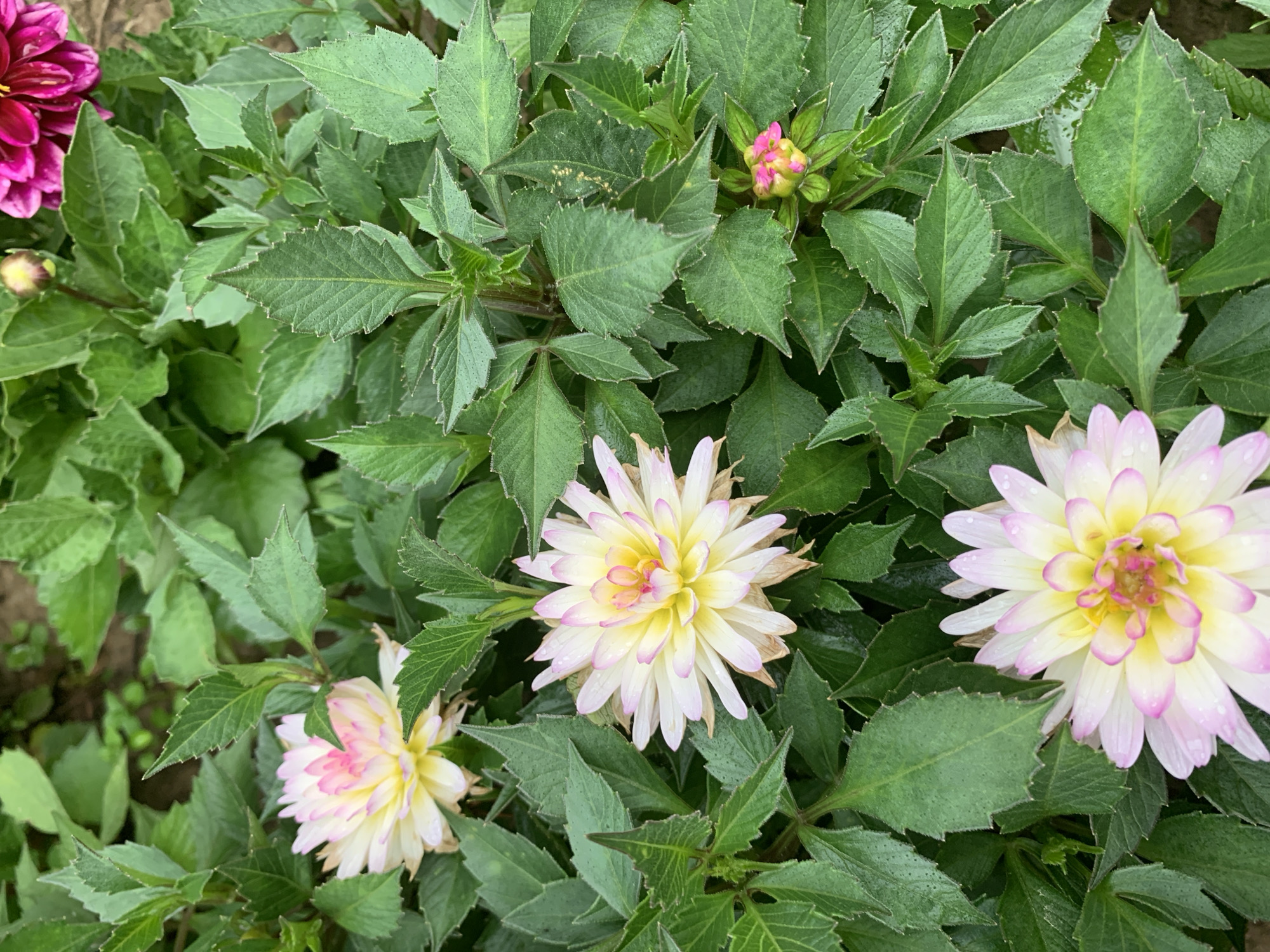 The image shows a close-up view of several dahlia flowers and their green foliage. The flowers are predominantly white with pink tips on their petals and yellow centers. Some petals appear slightly wilted. There are water droplets visible on the petals and leaves, suggesting recent rain or watering. A small pink dahlia bud is also visible in the lower right portion of the image, and a larger, vibrant fuchsia dahlia bloom is partially visible in the upper right corner. The leaves are a deep green, serrated, and densely packed. The overall scene is of a garden or flower bed. There is no visible indication of the city of Minsk, Belarus, or any specific location.