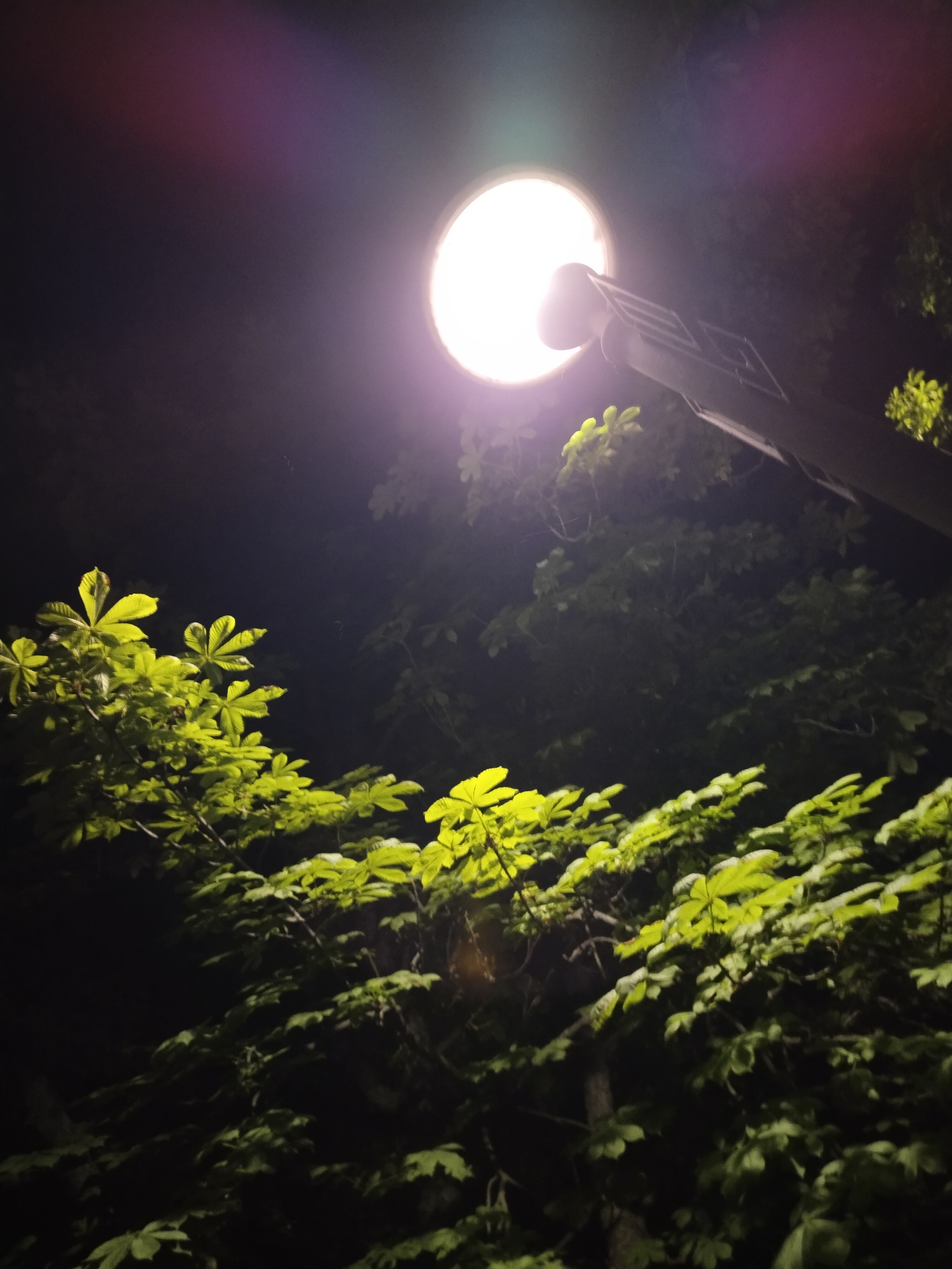 A street lamp illuminates a dark sky above a cluster of bright green leaves. The lamp is a bright circle of light with a visible halo effect, casting a purple and green light cast on the surrounding darkness. The lamp post is visible, angled towards the right of the frame. The leaves, likely from a tree, are clustered in the foreground and mid-ground, appearing vibrant and illuminated by the street lamp. The background is dark, with some shadows suggesting the presence of more foliage and branches. The scene appears to be outdoors, possibly in a park or along a street in the city of Horishni Plavni, Ukraine. No people or animals are visible in the image.