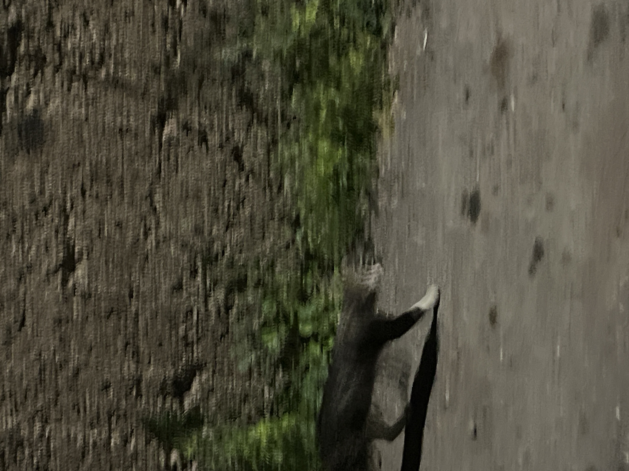 A vertical-format image depicts a dark, blurry scene. The subject is likely an animal, possibly a dark-colored cat, walking along a sidewalk or road. To the left of the walkway, there's a patch of green vegetation alongside a darker, textured surface, possibly a wall or embankment. The lighting is dim. There is no definitive evidence to conclude the image location is Yerevan, Armenia.
