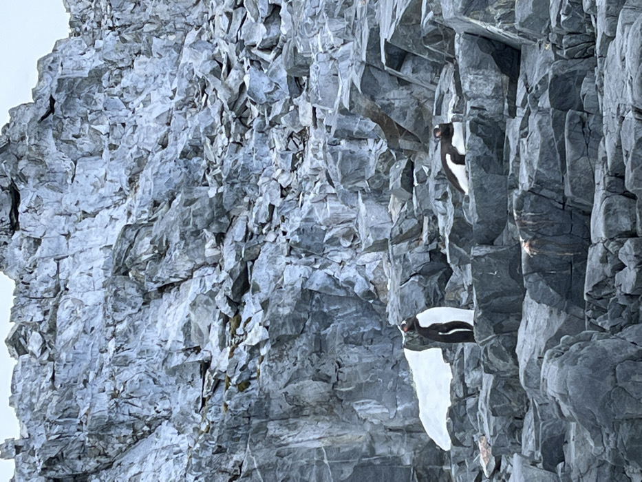 A craggy, gray rock face dominates the scene. Its surface is a jumble of sharp edges and varying shades, suggesting a rugged, mountainous terrain. Two birds, seemingly penguins, perch along a narrow crevice in the rock. Their black and white plumage contrasts against the stone. One has a patch of white below it, possibly ice or snow. The other's head is visible. They add a hint of wildlife to the otherwise stark, geological landscape.