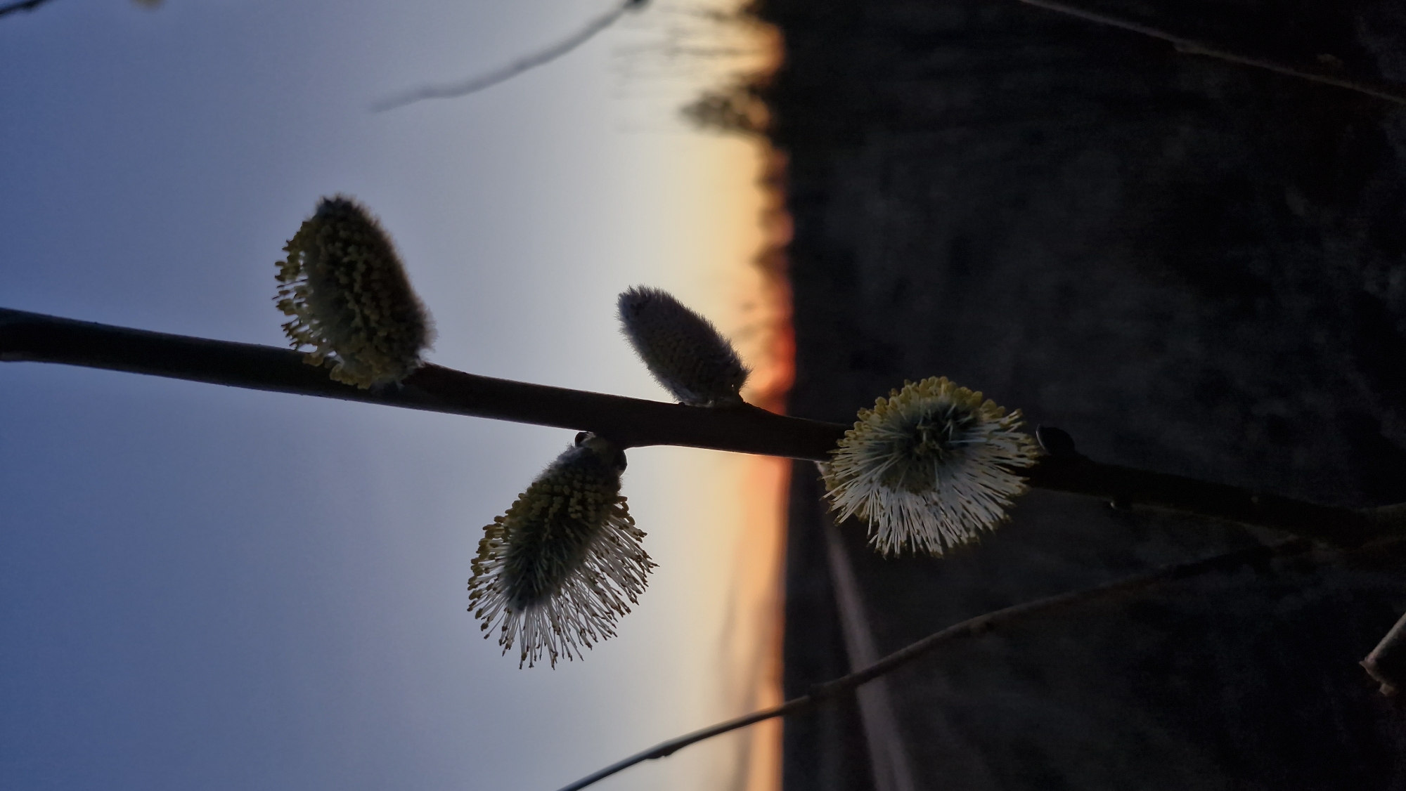 A close-up, low-angle shot captures a branch with four pussy willow buds against a backdrop of a gradient sky, transitioning from deep blue to warm orange hues, likely during sunset or sunrise. The buds display varying stages of bloom, with some exhibiting fuzzy, closed forms, while others reveal delicate, thread-like structures extending from their surfaces. The background suggests a division between a vibrant sky and a dark, silhouetted area, possibly trees or a landscape feature. The location in the city of Otchor, Russia is indiscernible from the image alone. There are no people, actions, or interactions visible in the image.