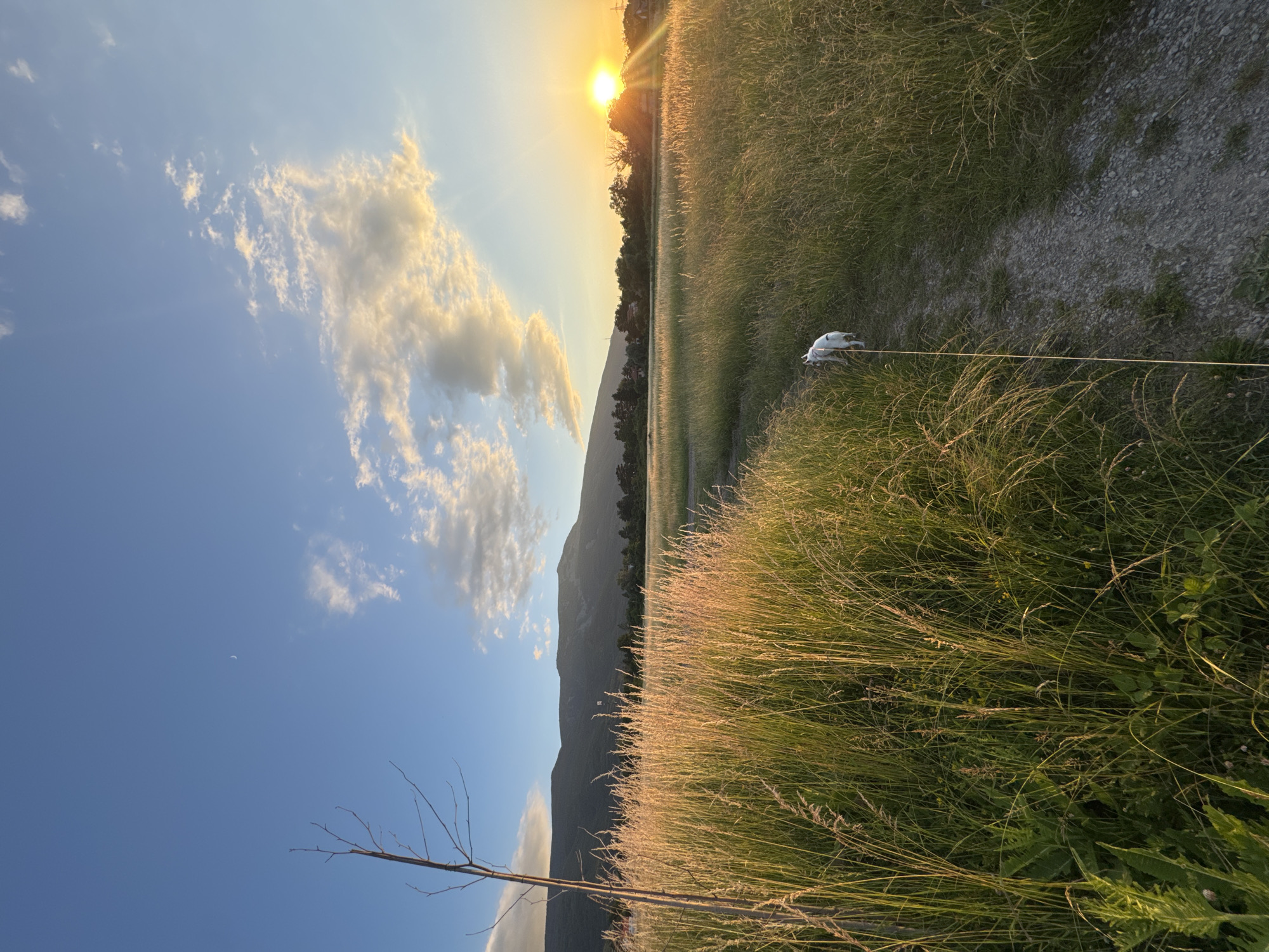 The image depicts a sunset scene with a clear blue sky, scattered clouds catching the golden light of the setting sun, and a sliver of the moon visible. In the foreground, tall, dry grass illuminated by the low sun stretches across a path. A small white dog on a leash is walking away from the camera down this path, which is bordered by more tall grass. In the mid-ground, a line of trees and some houses are visible, with rolling hills or mountains in the background. The overall atmosphere is serene and pastoral, suggesting an outdoor location likely on the outskirts of a city. Considering the presence of Vitosha Mountain in the background, which is a prominent natural landmark visible from Sofia, Bulgaria, the location is highly likely to be in or near the city of Sofia, Bulgaria, possibly in an area like the Boyana district or near the Cherni Vrah peak, which are known for their proximity to both urban areas and natural landscapes.