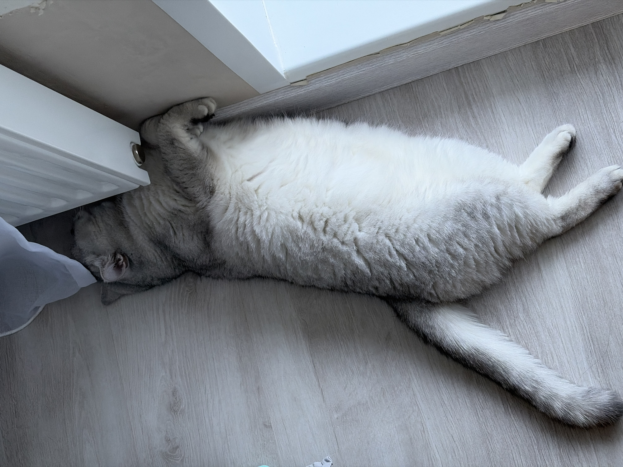 A domestic cat is lying on a light-colored wooden floor with its head pressed against a white radiator and its tail extended away from its body. The cat is mostly white with grey markings on its head, back, and tail. The location is likely indoors. There is no indication that this image was taken in Izhevsk, Russia.