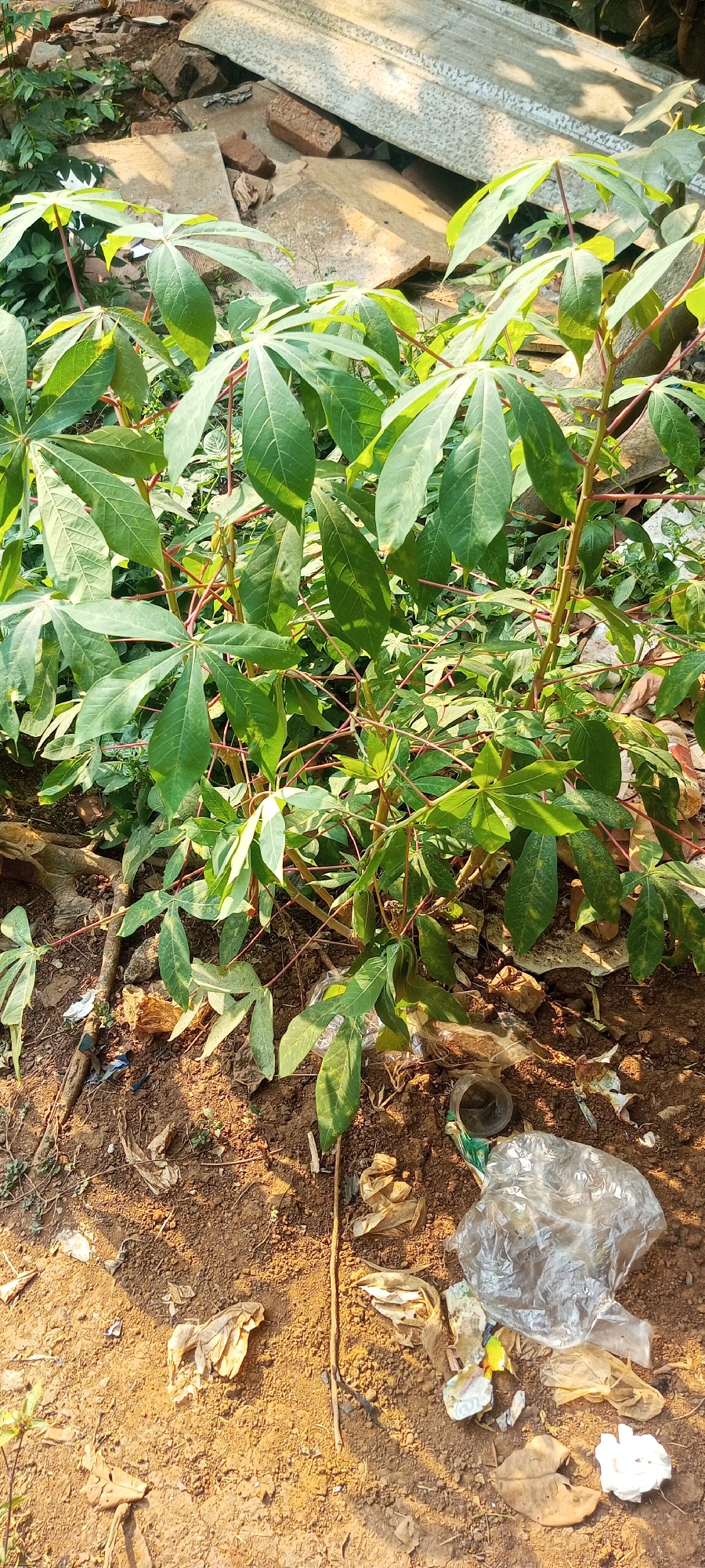 In Taman Rahayu, Indonesia, a close-up, eye-level shot captures a cassava plant with large, palmate green leaves and thin, reddish stems. The plant is growing in dry, sandy soil that is littered with debris. Amongst the dirt and plant material are scattered pieces of plastic trash, including a crumpled plastic bag and a small plastic cup, as well as what appear to be fragments of brick and concrete, suggesting an area undergoing construction or demolition. The lighting suggests it is daytime, with shadows indicating the sun's position.