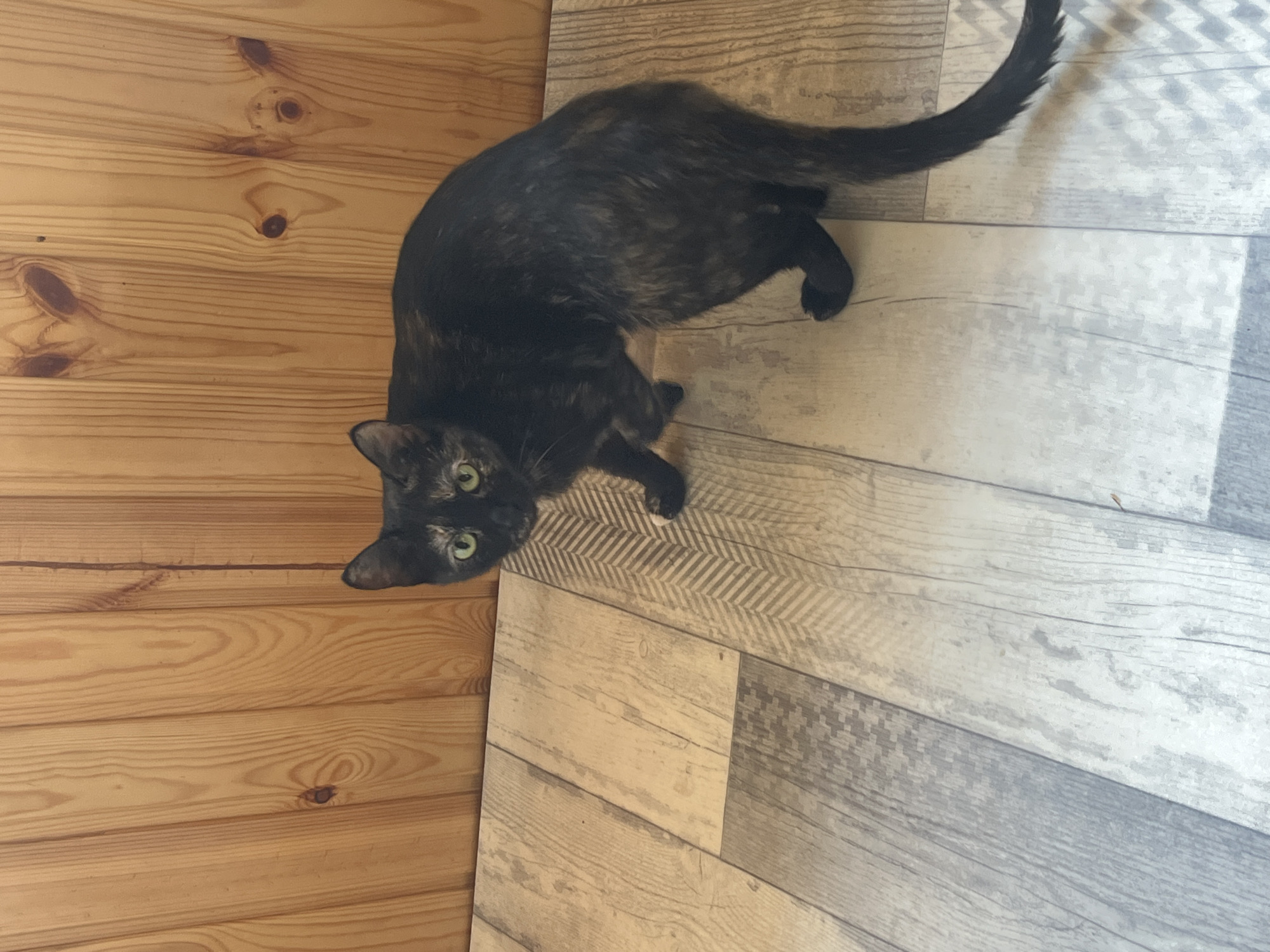A tortoiseshell cat with green eyes is standing on a wooden floor in front of a wooden wall. The cat is mostly black with patches of brown and orange fur. Its tail is long and bushy and is curled around its body. The cat is looking at the camera with a curious expression. The wooden floor is made of planks of different shades of gray and brown. The wooden wall is made of vertical planks. There are no people or other animals visible in the image. The location is not specified in the image.