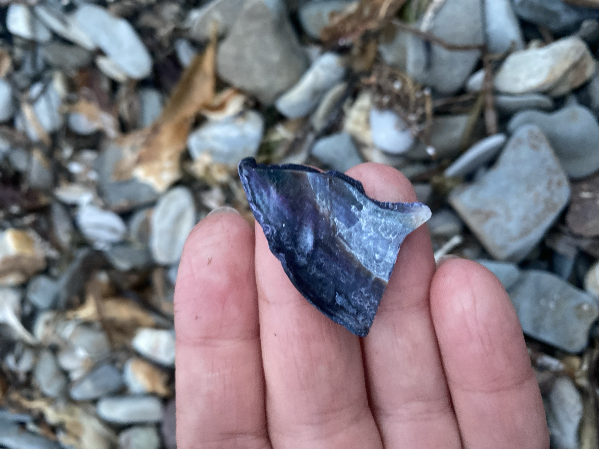 A close-up, eye-level shot shows a person's left hand holding a small, iridescent blue-purple fragment of what appears to be a seashell or a piece of sea glass. The fragment is triangular in shape with a jagged edge. The hand's skin is light-toned, with visible lines and texture. The background is a blurry mix of small, smooth, grey and beige pebbles and some dried brown organic matter, suggesting a beach or shoreline environment. The overall lighting is natural and diffused. The image does not contain information that allows for the determination of its location within the city of Korsakov, Russia.