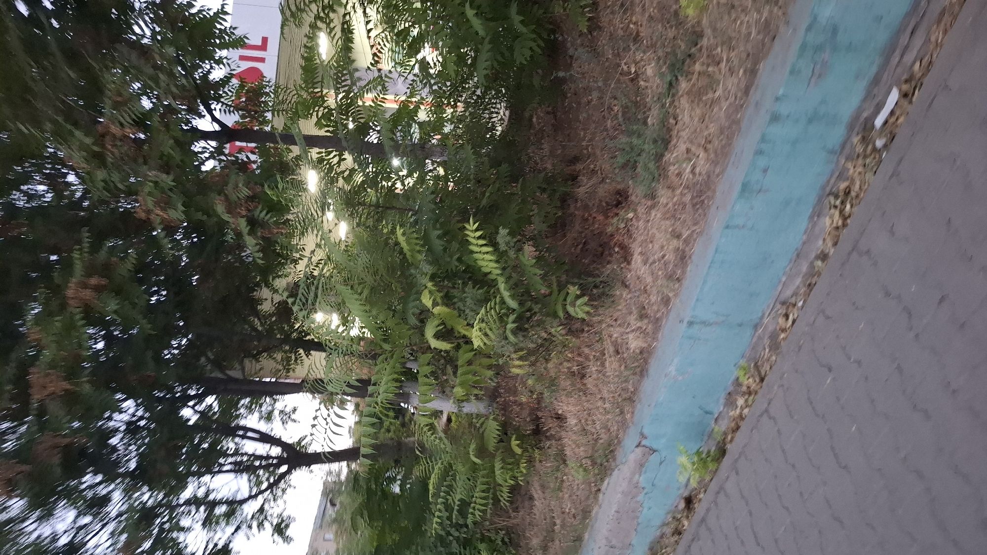 The image shows a sidewalk in Shymkent, Kazakhstan, adjacent to a blue-painted concrete curb and a grassy area with dry vegetation. Behind the vegetation, trees are visible, and in the background, there is a building with illuminated signage that appears to read "OIL". The overall impression is of an outdoor scene, possibly near a gas station or commercial establishment.