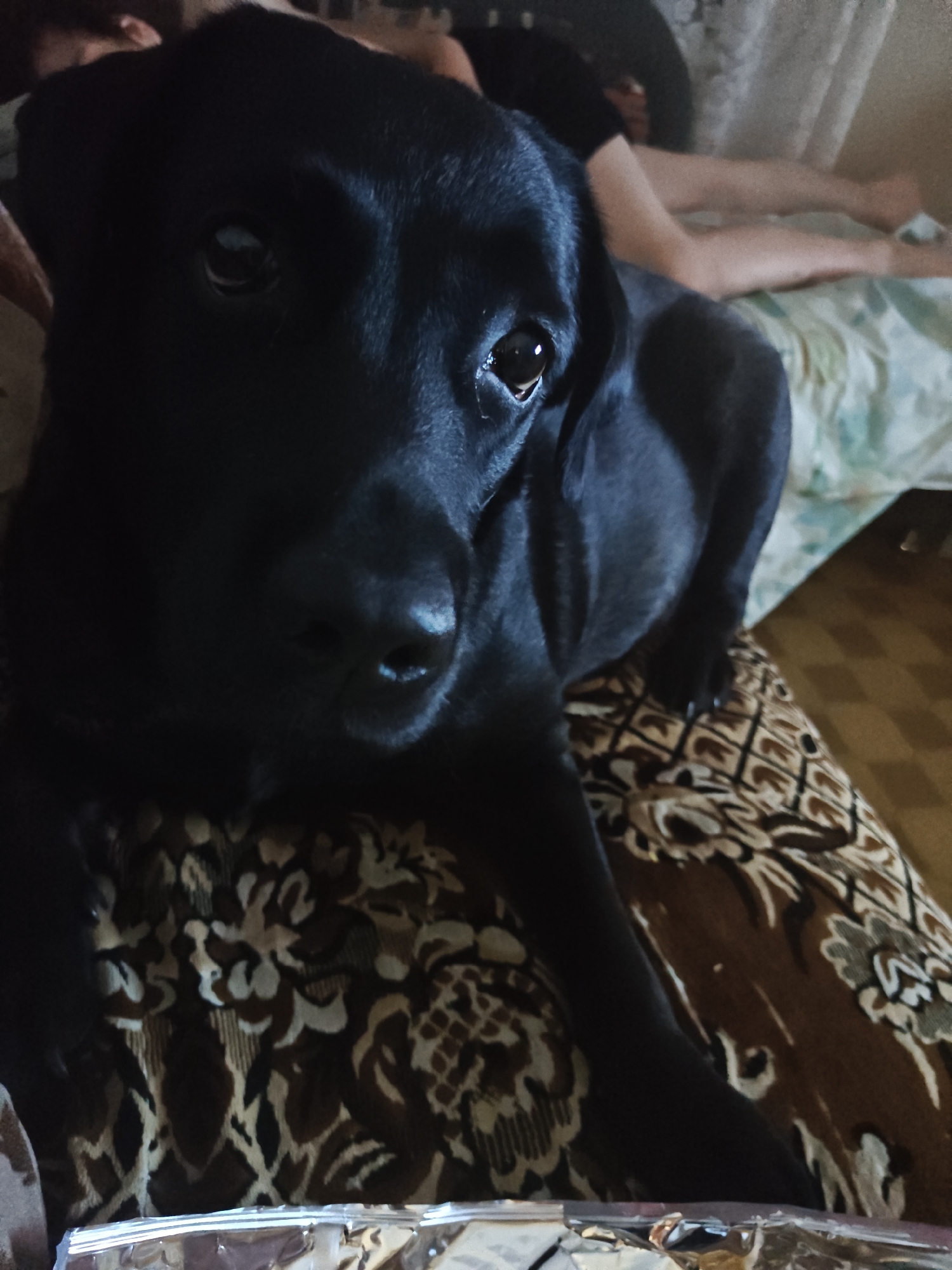 A black Labrador dog is in the foreground, looking directly at the camera. The dog is lying on a patterned brown and cream fabric. In the background, out of focus, a person is lying on a bed with light-colored bedding. The scene appears to be indoors. There is no visible indication of the city of Petropavl, Kazakhstan.