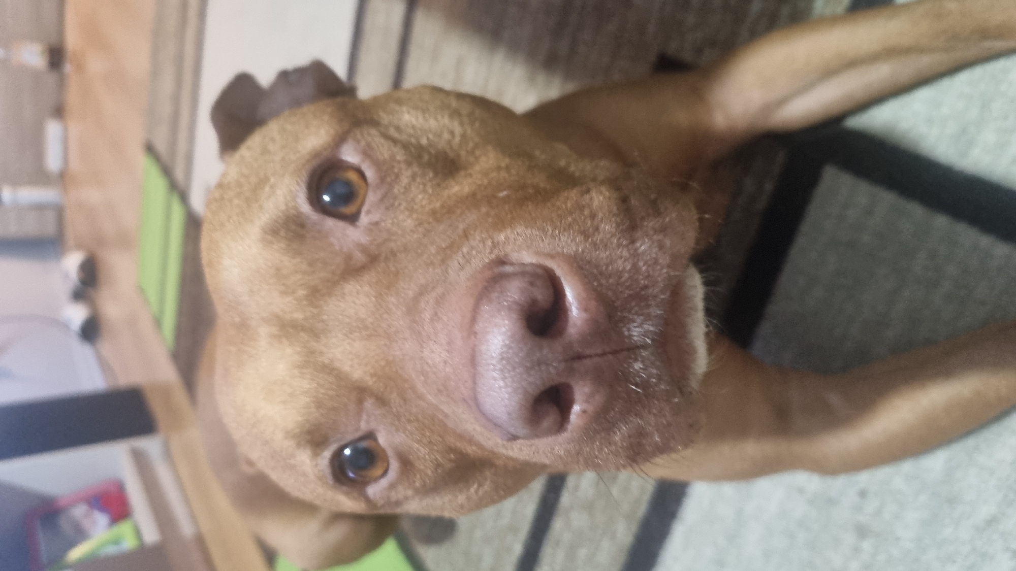 A close-up, high-angle shot shows a tan-colored dog with short fur. The dog is lying down on a carpeted surface. Its head is tilted upward, with its nose prominently in the center of the frame. The dog's eyes are visible and looking up at the camera. The background includes a green object and a cabinet in the lower-left corner, along with a patterned rug. The location is Unknown, Unknown.