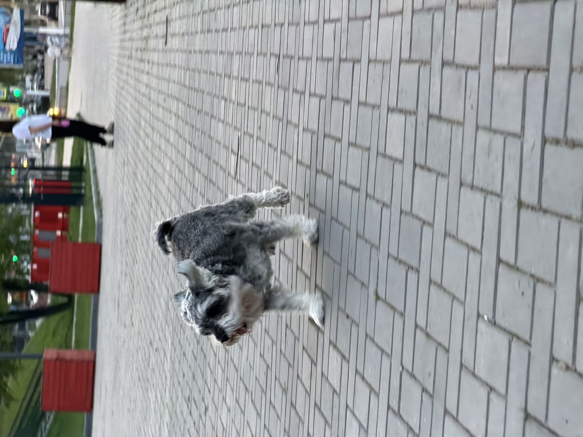 The image captures a gray Schnauzer dog in motion on a paved sidewalk. In the background, a person in a white shirt and black pants walks along the sidewalk. To the side of the sidewalk, there is a grassy area with red structures. The setting appears to be a city street in Chaikovsky, Russia.