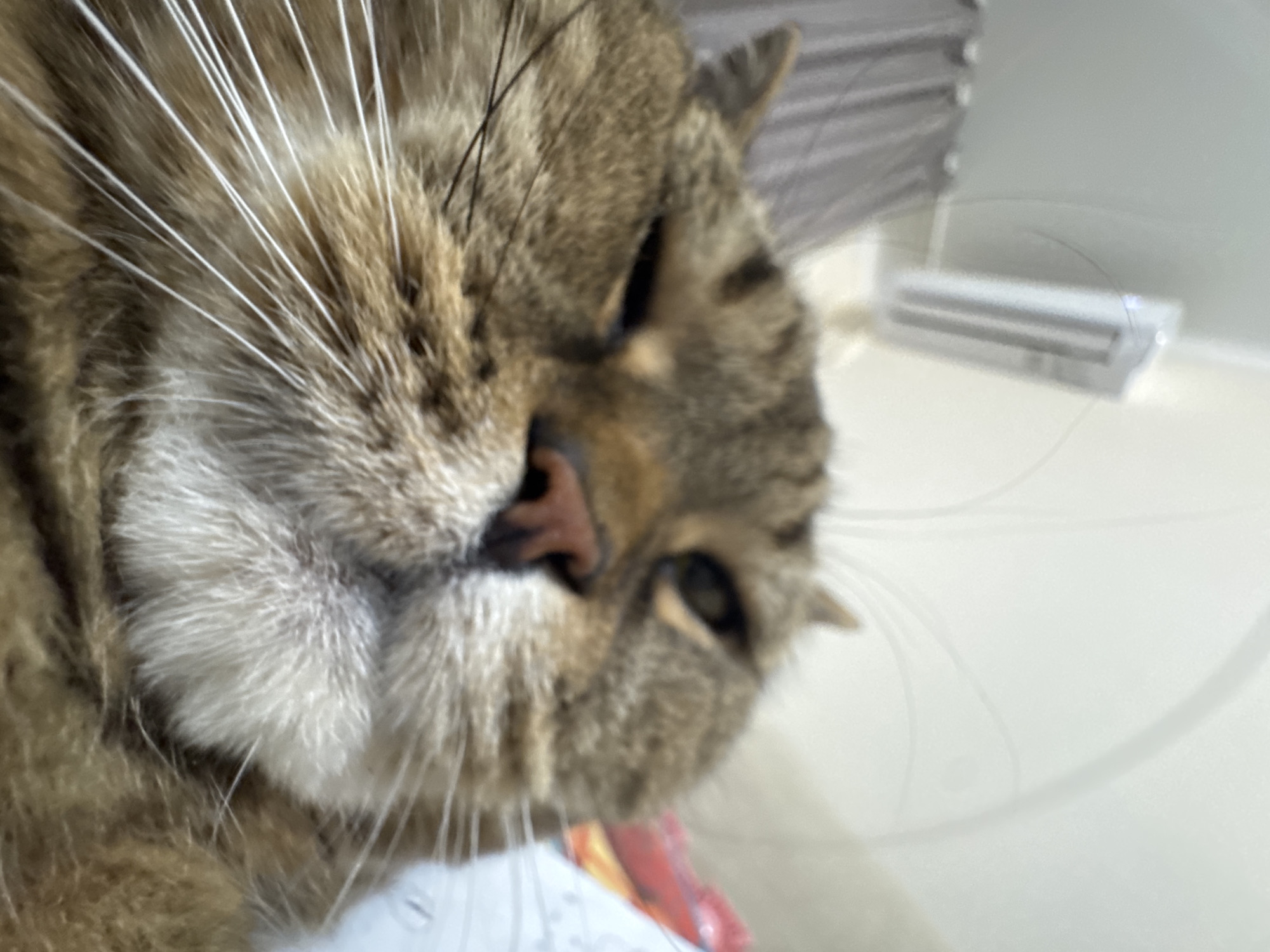 The image is a close-up, low-angle selfie of a tabby cat. The cat's face fills most of the frame, with its right eye partially closed and its nose prominent. The background is out of focus and appears to be an indoor setting, possibly a bedroom, with a glimpse of curtains and a white object mounted on the wall that resembles an air conditioner or light fixture. There are also some blurry objects in the far background that appear to be bedding or clothing. The lighting suggests it is daytime, but the specific location in Mikhaylovsk, Russia, cannot be determined from the visual information provided in the image.