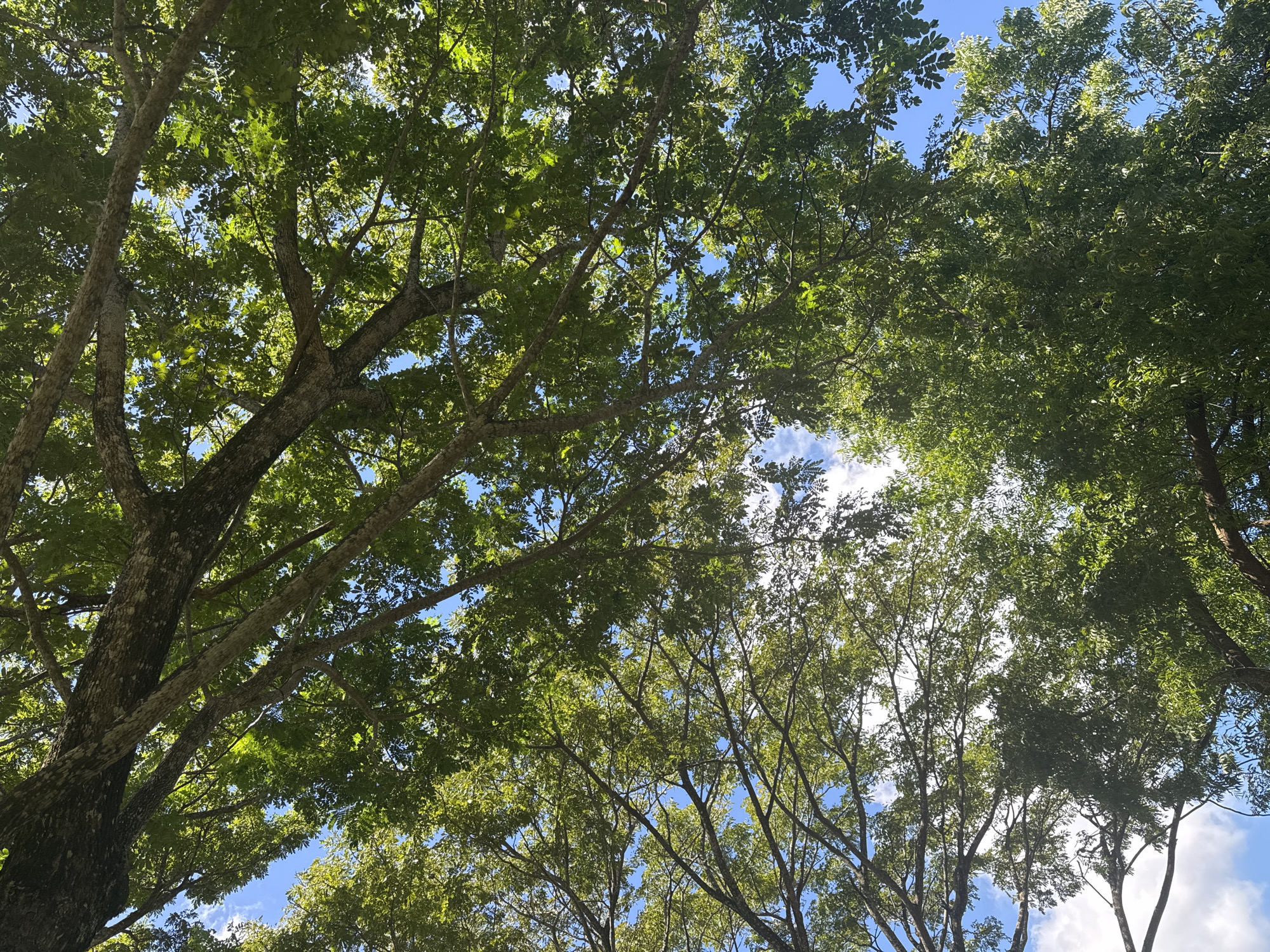 The image captures an upward perspective through a dense canopy of trees against a bright blue sky. The main subjects are the multiple tree trunks and branches, heavily laden with vibrant green leaves. Sunlight filters through the foliage, creating varying shades of green and highlighting the texture of the leaves.
No specific activity or event is taking place; the image is a static shot of a natural scene.
Notable details include the clear daytime conditions, suggesting either morning or afternoon, with bright sunlight. The sky is predominantly clear blue, with scattered patches of soft white clouds visible in some areas between the leaves. The setting is an outdoor, natural environment, likely a forest, park, or garden, given the abundance of mature trees. The perspective from below gives a sense of immersion within the tree-covered space. There is no visible text in the image.