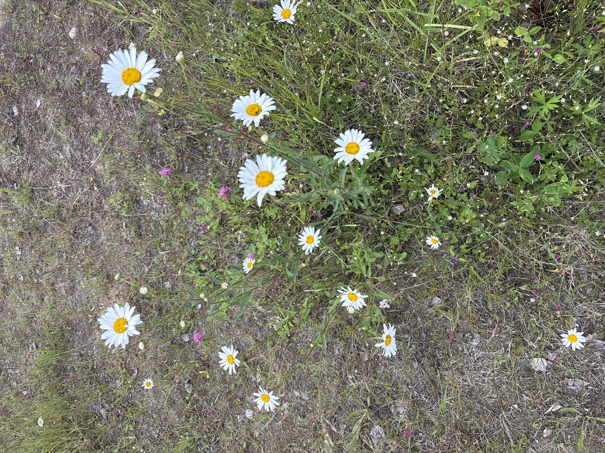 A cluster of wild daisies with white petals and yellow centers are blooming in a dry, grassy field. Some of the daisies are in full bloom, while others are still budding. The field is covered in a mixture of dry grass and green vegetation, with a few small pink and purple wildflowers interspersed. The ground is mostly dirt and dry earth, with some fallen leaves and twigs. The image is taken from a top-down perspective, showing the daisies and surrounding flora. The location is identified as Курган, Russia.