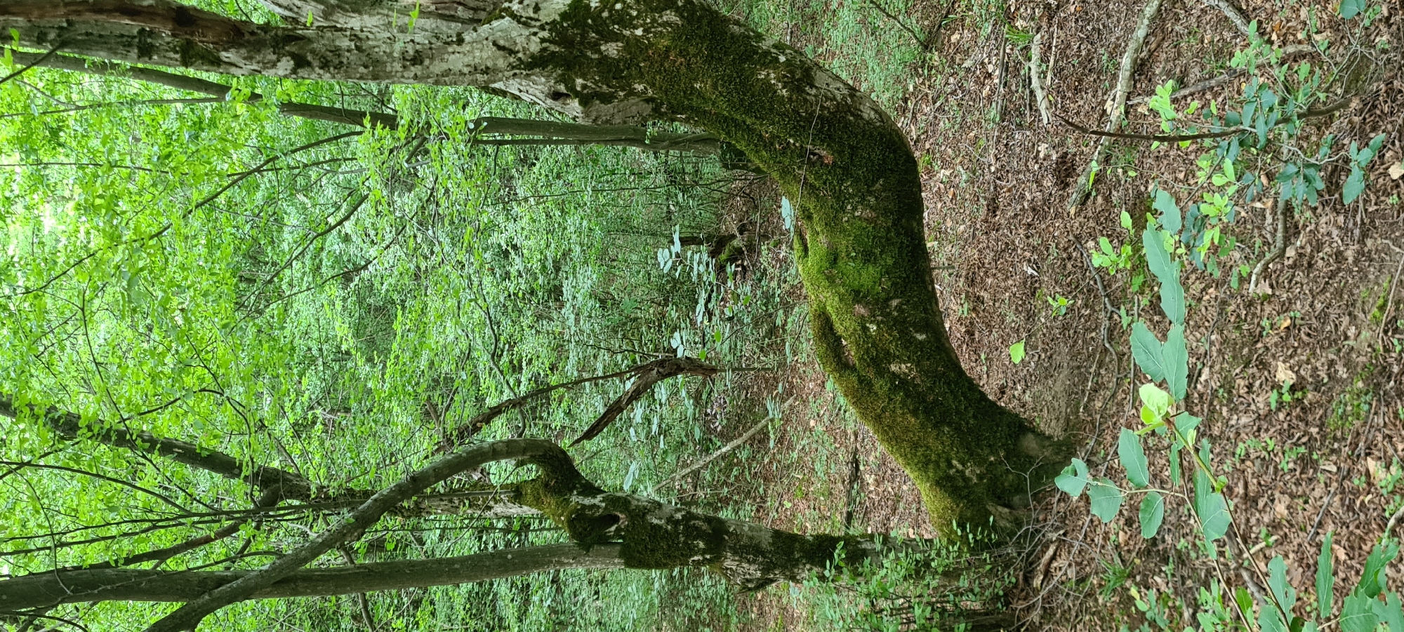 The image depicts a forest scene with lush green foliage and moss-covered trees. In the foreground, a thick tree trunk curves horizontally, heavily laden with vibrant green moss. To the left, another tree trunk stands upright, also partially covered in moss. The ground is carpeted with fallen leaves and twigs, with some sparse green undergrowth. The background is a dense tapestry of trees and leaves, suggesting a deep forest. The scene is natural and untamed, with no signs of human presence or activity. The lighting suggests a shaded area, typical of a forest canopy. This scene is located in the city of Lopian, Bulgaria.