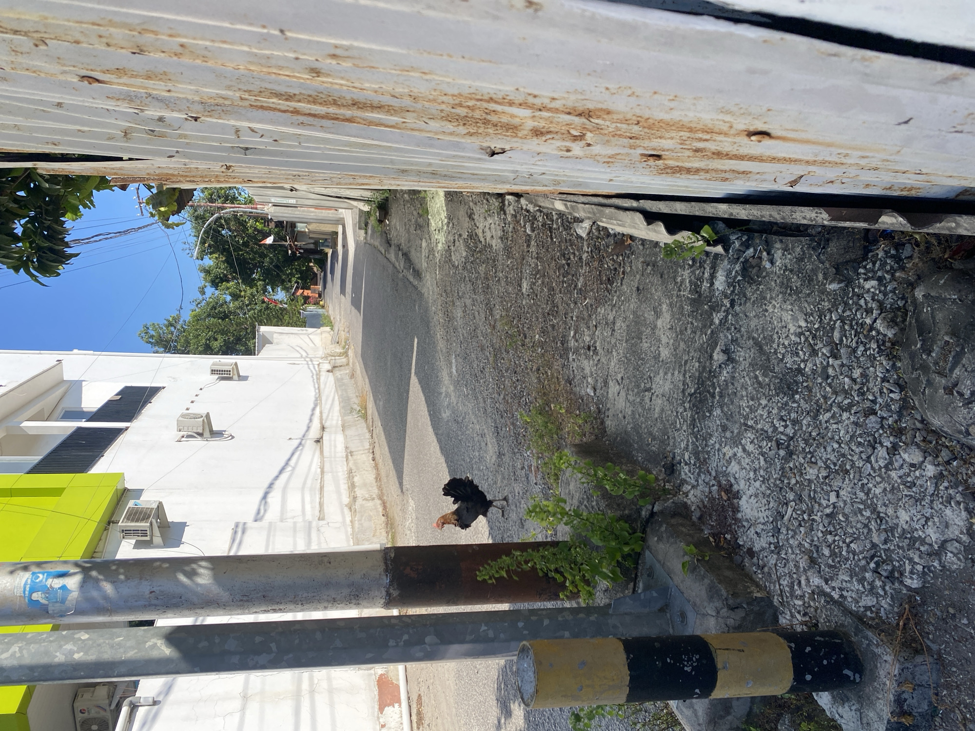 A rooster is standing in a narrow, paved alleyway in Bantaeng, Indonesia. The alley is flanked on the left by a white building with green accents, air conditioning units, and a black balcony. A metal pole with black and yellow bands stands in the foreground on the left, and another, darker metal pole is next to it. On the right side of the alley is a rusted, corrugated metal fence. The ground is a mix of asphalt, gravel, and dirt with some sparse vegetation. The sky is clear and blue, and the sun casts shadows. In the distance, the alley continues, lined with buildings and trees, and a small Indonesian flag is visible.