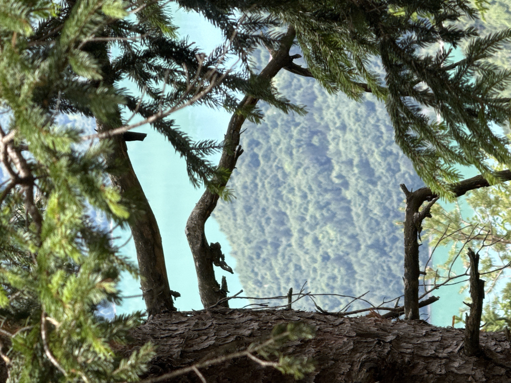 This media file is a photograph taken from a low-angle perspective, looking up through the branches of coniferous trees. The foreground is dominated by the textured bark of a large tree trunk, with pine needles and branches obscuring parts of the view.
In the mid-ground, several tree trunks and branches are visible, some bare and others adorned with green pine foliage. These trees frame a striking background.
The background reveals a large body of turquoise water, likely a lake, with a densely forested hillside rising on the opposite shore. The water's surface appears textured, perhaps due to light reflecting off ripples or waves. The hillside is covered in a dense, light-green forest, suggesting a summer or early autumn setting. The sky above the water is a clear, pale blue.
The scene suggests a natural, outdoor setting, possibly a park or wilderness area, with Molveno, Italy, as the provided location context. There is no activity or event depicted, and the image conveys a sense of peaceful natural beauty. The time of day appears to be daylight, and the weather seems clear and fair. No text is visible in the image.