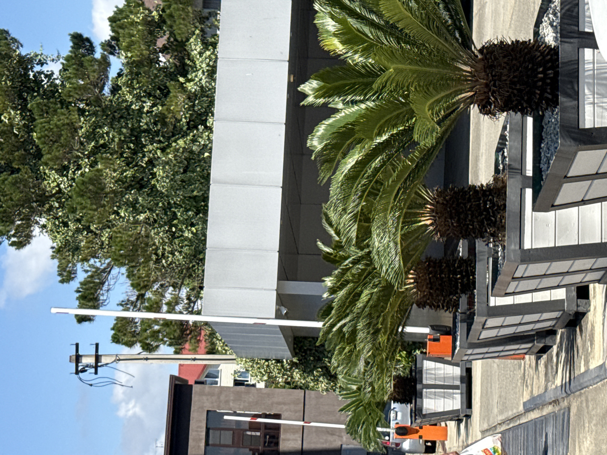 The image shows a row of sago palm trees in planters lining a walkway in Sochi, Russia. The trees are lush and green, with a prominent trunk. The planters are modern and rectangular, with a gray and white design. In the background, there is a building with a gray facade and a red-tiled roof. A utility pole with hanging wires stands to the left of the building. The sky is blue with a few scattered clouds. The scene appears to be an outdoor area, possibly a resort or a public space.