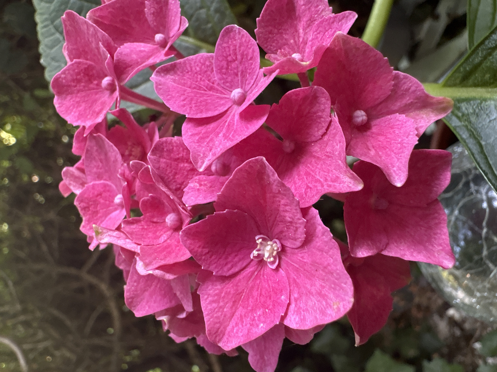 The image is a close-up, vertical shot of a cluster of bright pink hydrangea flowers. The flowers are in focus and fill the majority of the frame, with their delicate, ruffled petals clearly visible. The background is softly blurred, consisting of dark green foliage and hints of dappled sunlight. A thin, green stem is visible on the right side of the image, partially obscured by the flowers. There is no indication of a specific location in Oberndorf am Neckar, Germany, as the image focuses solely on the botanical subject matter. No people, actions, or interactions are depicted.