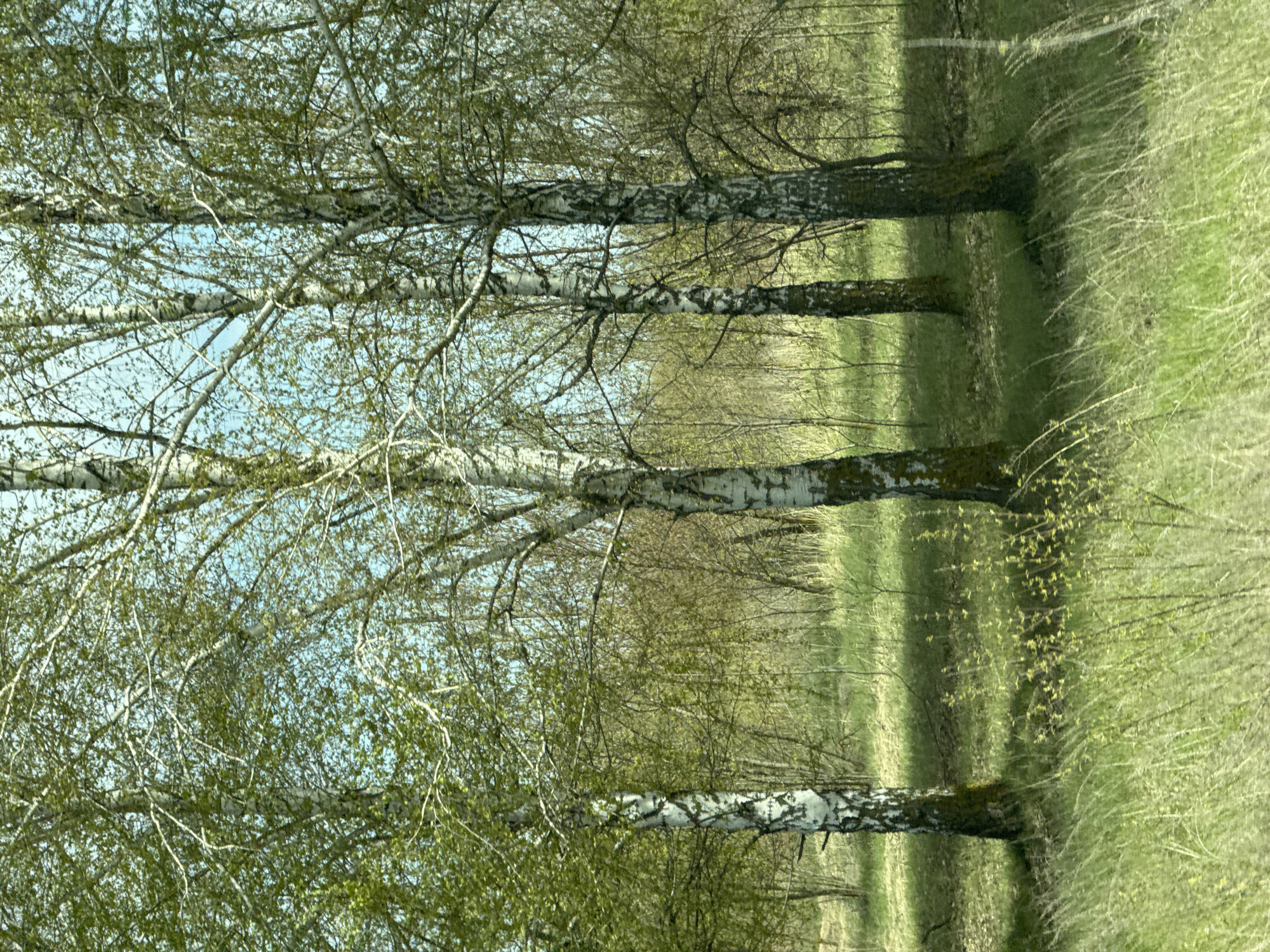 The image depicts a forest with a row of birch trees in the foreground. The trees have white bark with black markings and are beginning to show new leaves. Beyond the birch trees, there is a dense forest with varying shades of green. To the right, there is a grassy area with light green and brown tones. The sky is visible through the branches of the trees, with a light blue hue. The location is Unknown, Unknown.