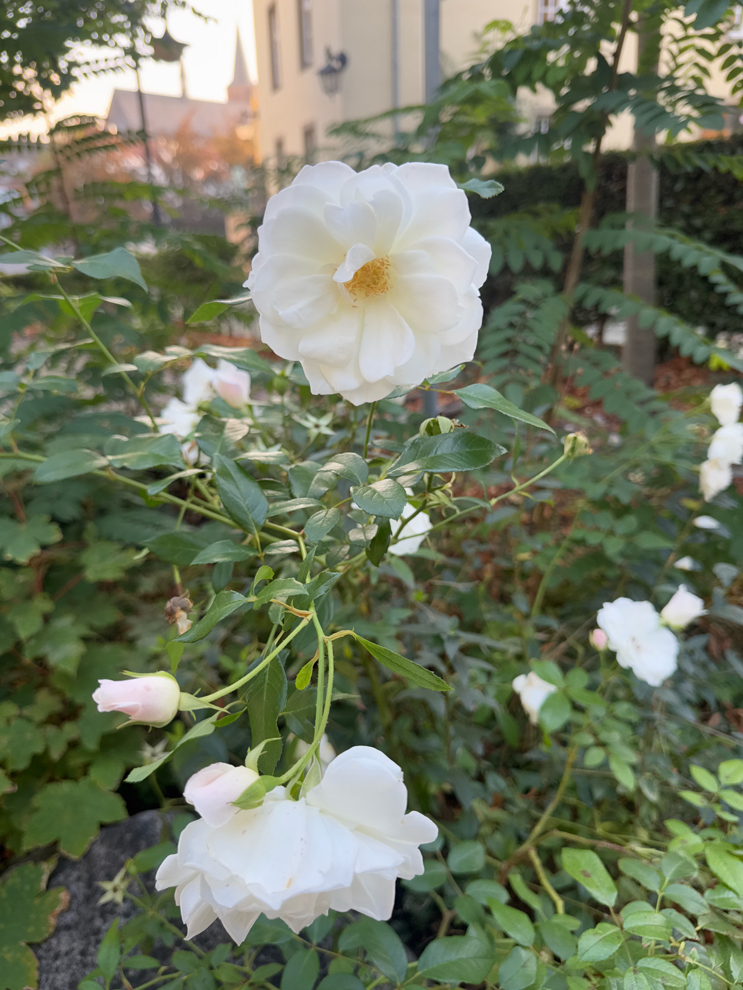 This is a close-up, eye-level photograph of a white rose bush in the city of Cleves, Germany. The primary subject is a large, fully bloomed white rose in the foreground, slightly to the right of center. Its petals are soft and layered, with a yellow center. Below and to the left of the main rose, two smaller, pale pink rose buds are visible. The rose bush is abundant with green leaves and thorny stems, some of which are intertwined. In the background, out of focus, is a cityscape featuring a building with windows and a steeple, suggesting a church or historic structure. The lighting indicates it is likely late afternoon or early evening, with a warm glow casting on the scene. The overall impression is a serene and natural element within an urban setting.