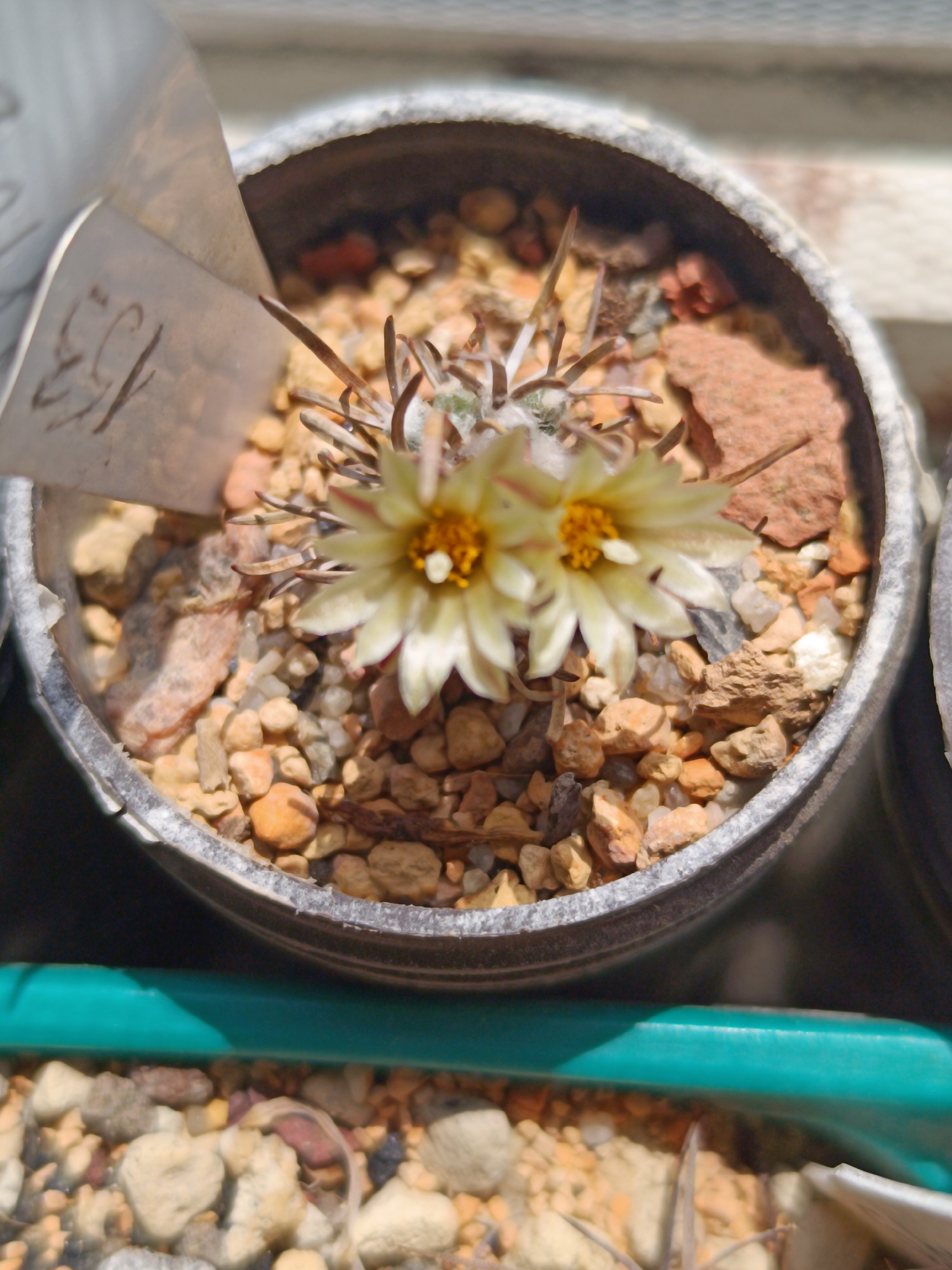 In Salihorsk, Belarus, a close-up, high-angle shot captures two pale yellow cactus flowers with yellow centers blooming in a small, gray pot. The pot is filled with a mixture of small, light-colored pebbles and larger, reddish-brown rocks. A white, metallic plant tag with the handwritten number "153" is angled in the upper left of the pot. The background shows a blurred, light-colored surface, possibly a windowsill, with a hint of green in the foreground, suggesting another surface or container below. The lighting is bright, casting shadows and highlighting the details of the flowers and pot.