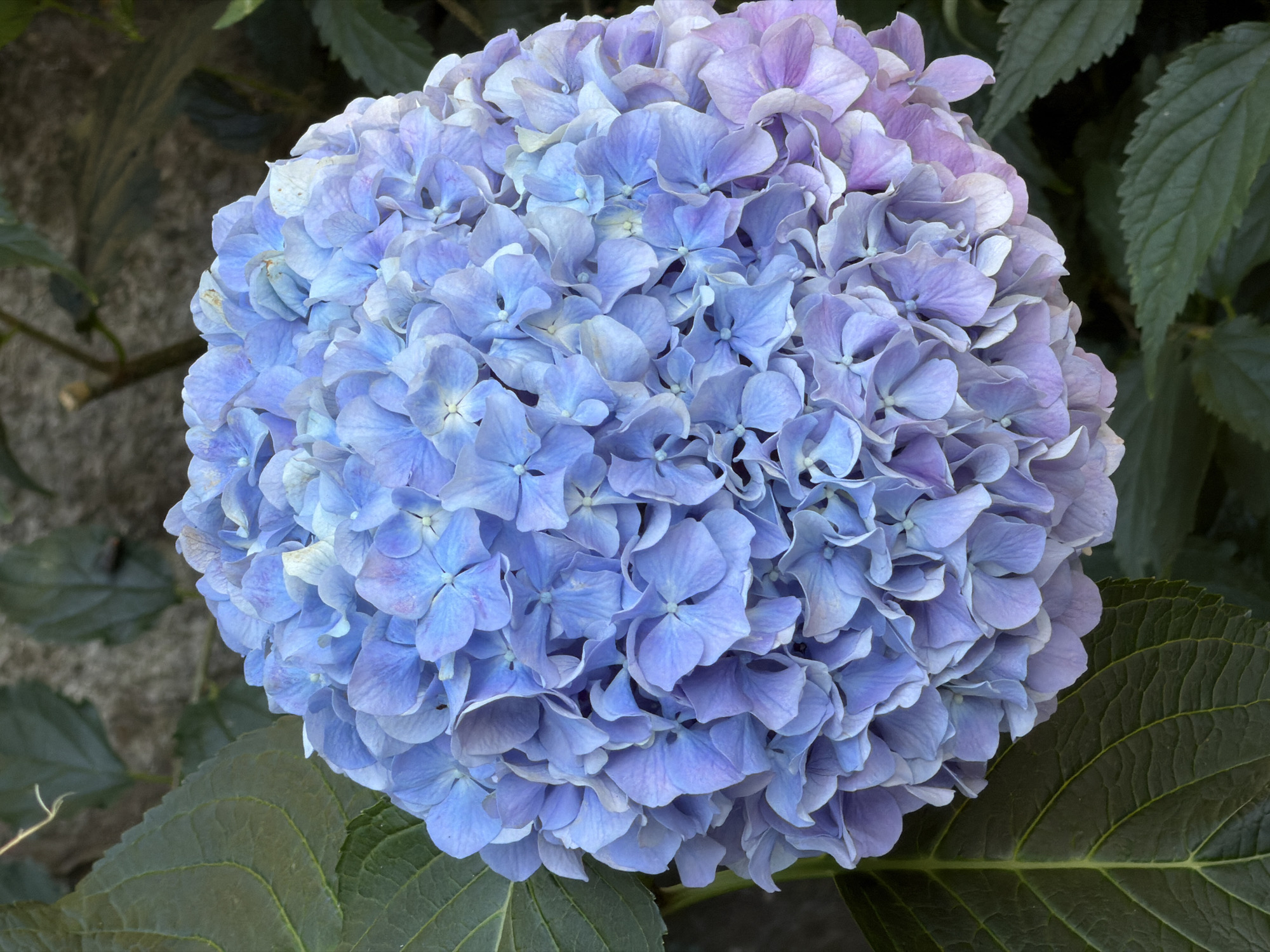 A close-up, top-down shot captures a large, spherical cluster of blue and purple hydrangeas. The flower head, densely packed with individual blooms, takes up the majority of the frame. The petals exhibit a gradient of color, transitioning from a vibrant blue in the center to softer shades of lavender and pink towards the edges. Several large, dark green hydrangea leaves are visible in the foreground and background, their textured surfaces contrasting with the delicate petals. A rough, grey stone wall forms the backdrop. The image was taken in Budva, Montenegro.