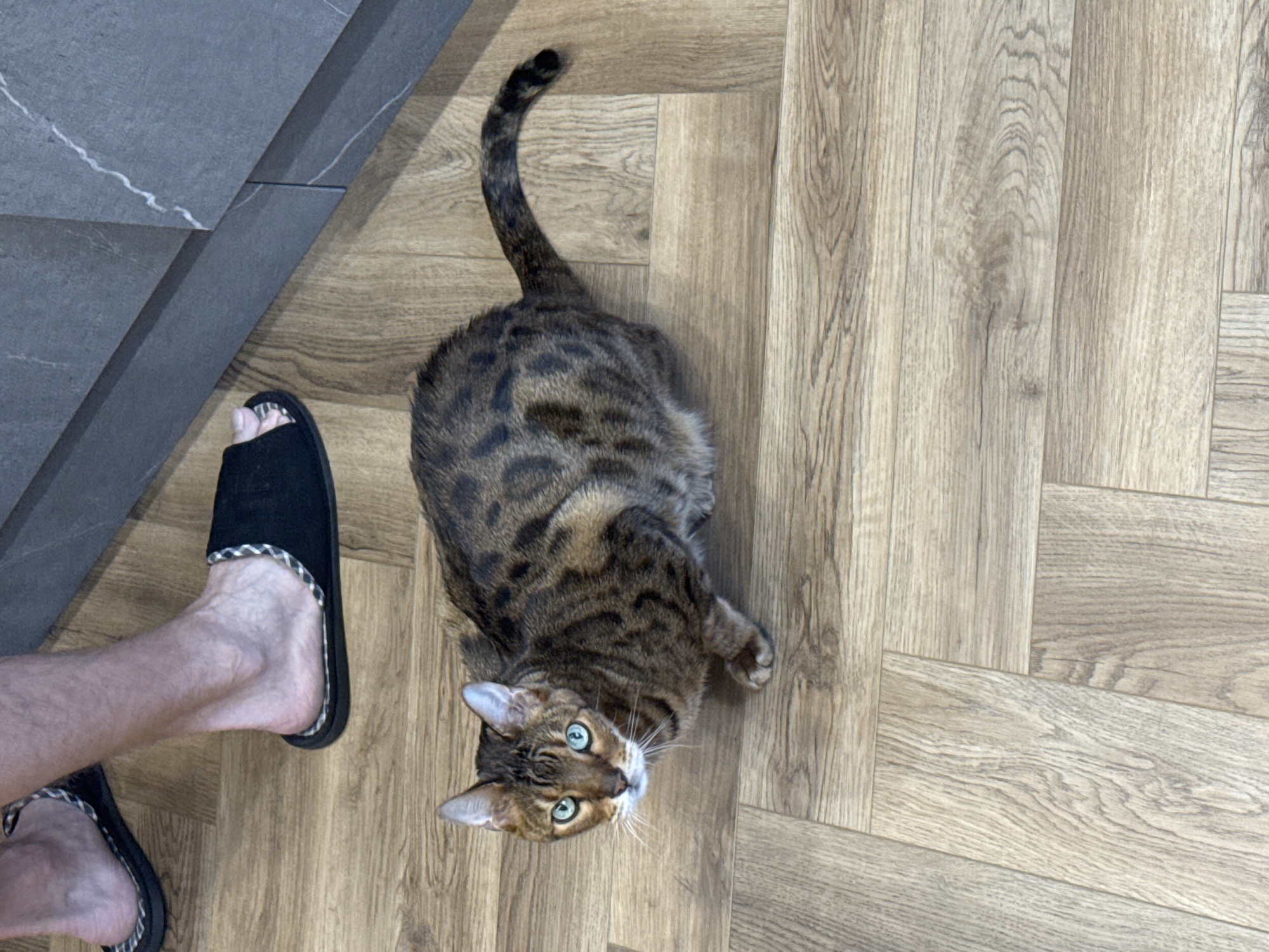 A high-angle shot shows a person's foot in a black slipper next to a gray cabinet or counter, while a brown tabby cat with green eyes looks up from a wood-look vinyl plank floor. The location is unknown.