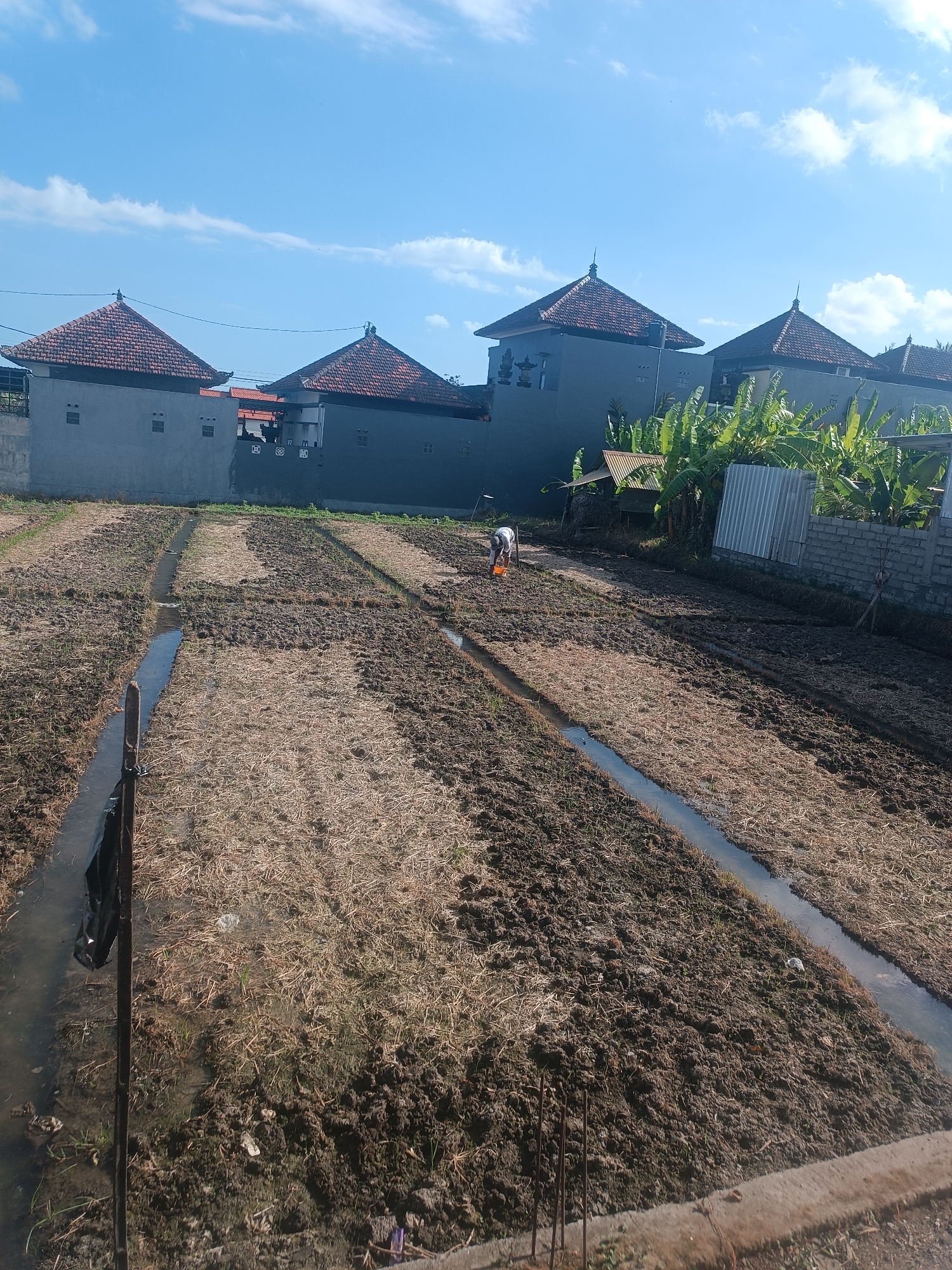 In Tabanan, Indonesia, an outdoor agricultural scene is depicted under a bright, partly cloudy sky. The foreground features a field of dark soil, interspersed with dry, straw-like vegetation. Several narrow, water-filled irrigation channels run through the field. In the middle ground, a person, wearing a white long-sleeved shirt and orange pants, is working in the field, stooping down and holding a yellow bucket. Beyond the field, a row of grey buildings with red tiled roofs stands. Lush green banana trees are visible to the right of the buildings, and a corrugated metal structure is situated amongst them. A grey brick wall runs along the edge of the property.