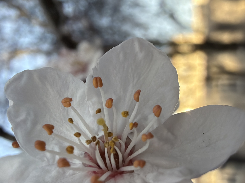 The image displays a detailed, close-up (macro) shot of a white flower, likely in full bloom. The flower occupies the majority of the frame, with a shallow depth of field rendering the background significantly out of focus.
The flower features delicate white petals, which appear slightly translucent, especially around their edges, suggesting backlighting. At the center of the flower, numerous stamens are visible. Each stamen consists of a slender, white filament topped with an anther. The anthers are a prominent feature, colored in shades of orange and light brown, and many appear to be laden with pollen. A few anthers are a more vibrant yellow. In the very center, a pistil can be seen, with a pale yellow, elongated stigma and style rising above the surrounding stamens. The base of the pistil, where the filaments and style converge, shows a subtle reddish or pinkish tint.
The background is a soft blur of colors and shapes. On the left and upper parts of the image, the blurred background is predominantly a cool blue and grey, reminiscent of a sky or distant foliage in shadow. On the right and upper right, there is a distinct warm, golden glow, suggesting sunlight hitting a surface or reflecting off something, possibly distant leaves or a structure, at a low angle. This contrast in background colors suggests the photograph was taken either during sunrise or sunset, or in a setting where one side was illuminated by direct sunlight and the other was in shadow or reflected a cool sky.
The overall impression is one of natural beauty and the intricate details of a blooming flower, captured with an emphasis on its reproductive structures. There is no visible text in the image.