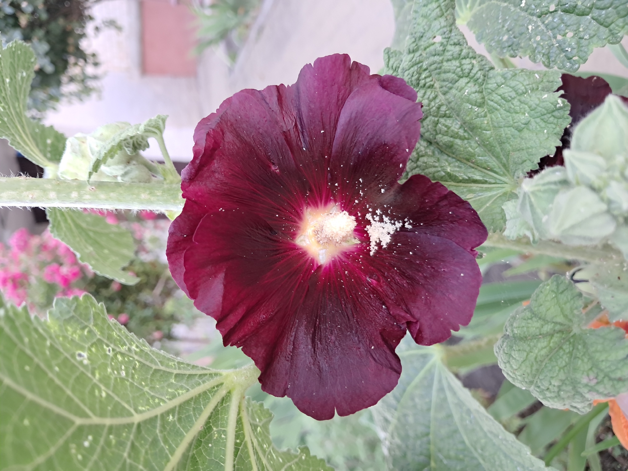 A close-up, vertical, eye-level shot shows a deep purple hollyhock bloom in the foreground. The flower's petals are slightly ruffled and dusted with a fine, pale yellow powder, likely pollen. The center of the bloom reveals a cluster of stamens and pistils. Surrounding the flower are large, green, serrated leaves, some of which also have visible white specks, possibly dew or pollen. A fuzzy, light-green stem is visible behind the flower, with developing buds peeking out. In the background, out of focus, pink flowers are visible on a bush, along with some trees and a building. The scene appears to be outdoors, possibly in a garden or park, with a paved walkway visible in the distance. The lighting suggests it is daytime.