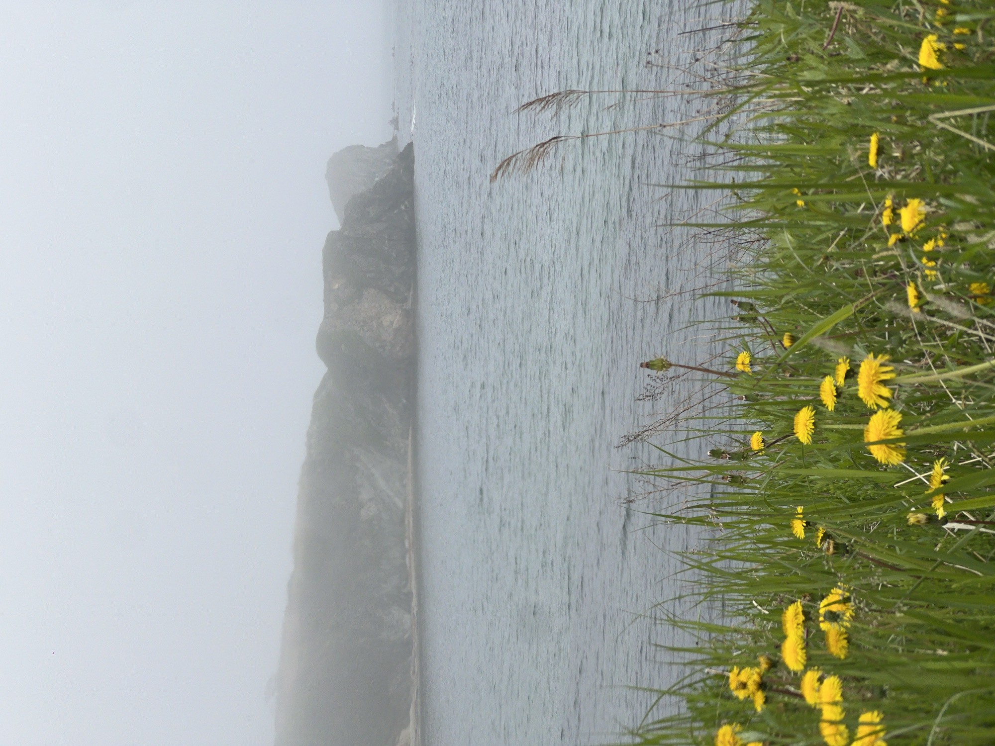 The image shows a landscape near Zarubino, Russia, featuring a body of water, possibly the sea, adjacent to a rocky, fog-shrouded cliff. The foreground consists of a grassy area with yellow dandelions.