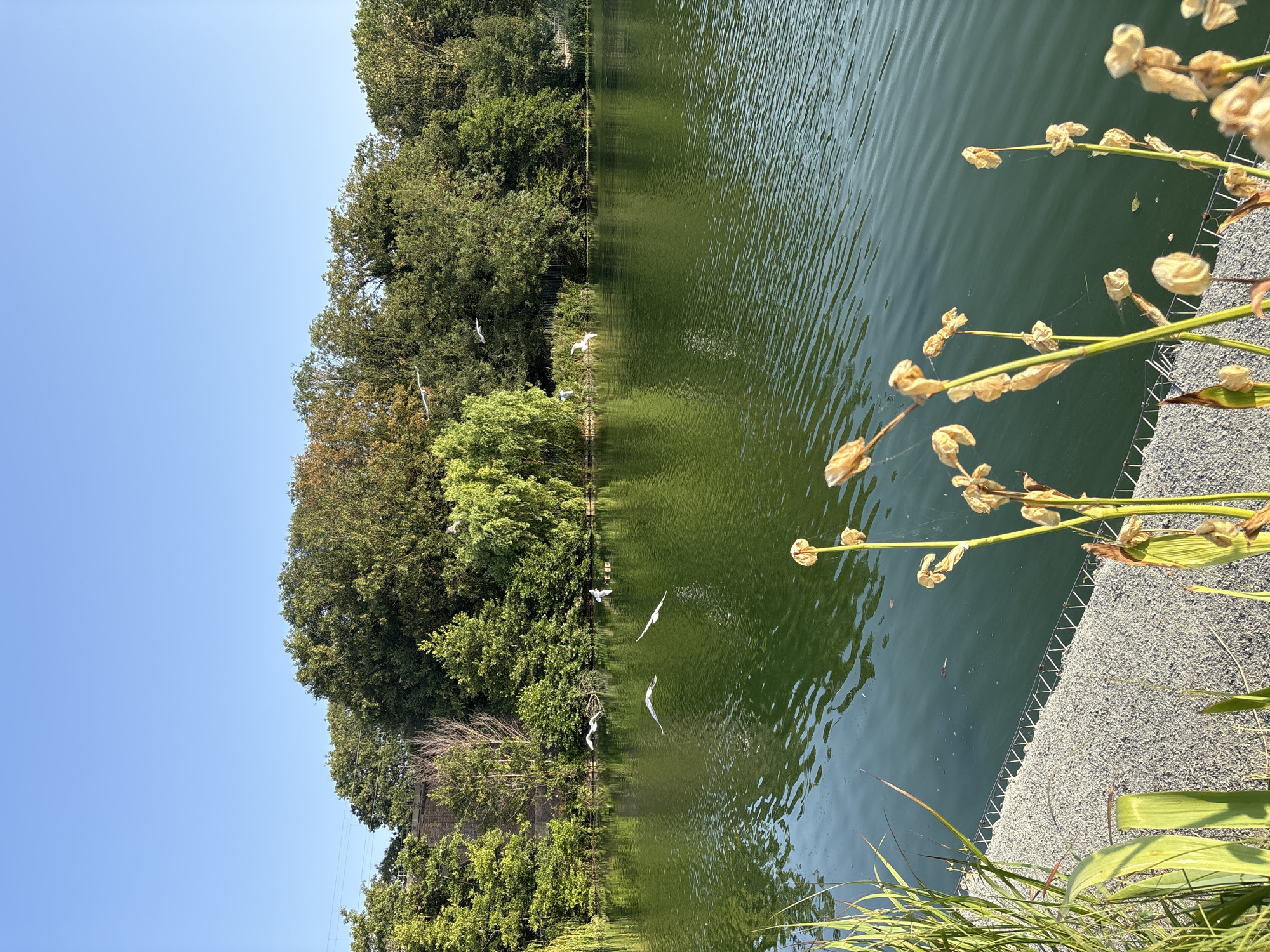 The image depicts a body of water, likely a lake or pond, with green trees lining the far bank. Several birds are visible in flight over the water. In the foreground, dry plant stalks are in focus, with a gravelly shoreline adjacent to the water. The sky is clear and blue. The location is identified as a park in Chelmsford, United Kingdom.
