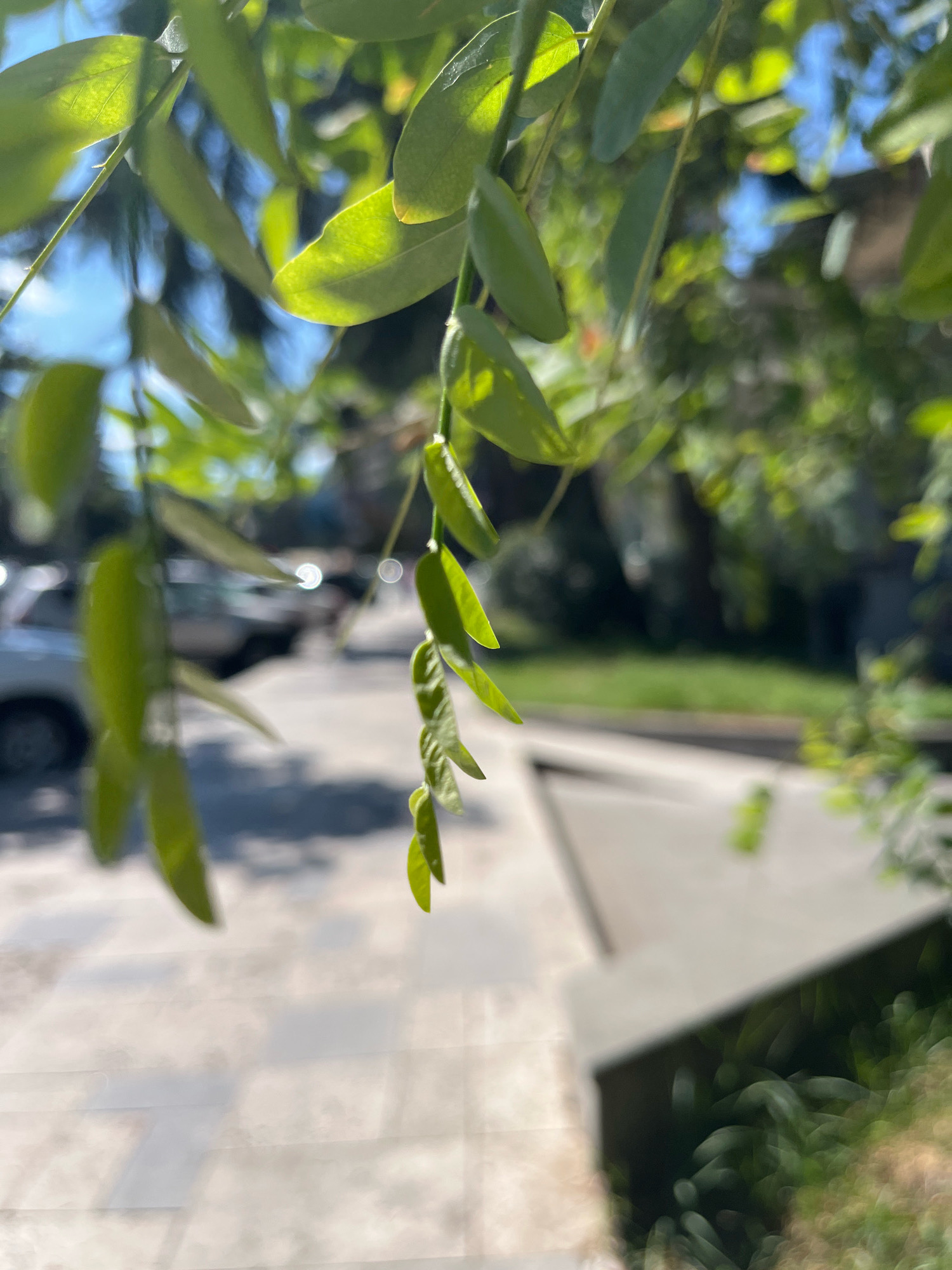 The image captures a close-up view of green leaves hanging from a tree branch, with a blurred background of an urban environment. The leaves are illuminated by sunlight, with some showing transparency. In the background, a street is visible, with a light-colored car parked to the left and a sidewalk extending into the distance. Beyond the street, there is a grassy area and trees, suggesting a park or residential neighborhood. The overall impression is one of a sunny day in a city. It is not possible to determine the specific location in Tbilisi, Georgia from the visual information provided.