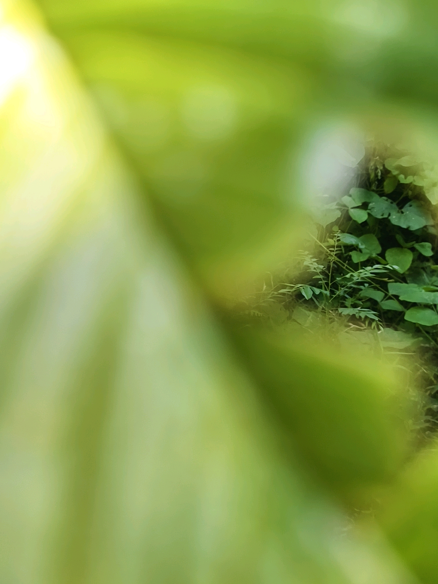 The image is a close-up, slightly out-of-focus shot of lush green foliage. In the foreground, large, soft green leaves dominate the left side of the frame, with bright sunlight filtering through them, creating a hazy, luminous effect. On the right side of the image, a cluster of smaller, darker green leaves and thin stems are visible, suggesting a more dense and natural undergrowth. The background is a blur of greens, indicating a natural environment, possibly a garden or a wooded area. The overall impression is one of natural beauty and tranquility, bathed in soft light. The scene is likely located outdoors, in a location with abundant plant life.