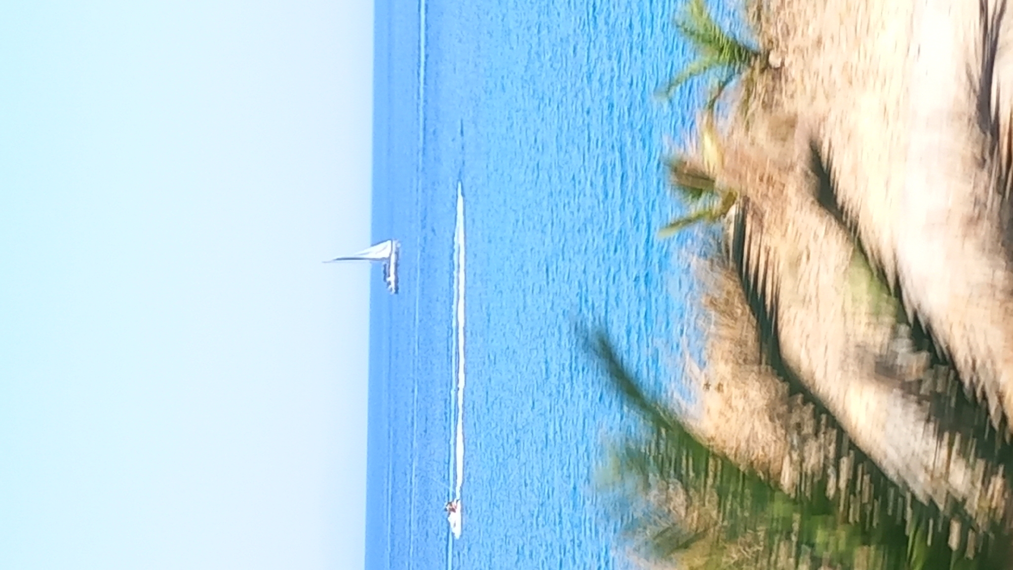 A distant view of the ocean shows a sailboat with white sails on the horizon under a clear, pale blue sky. In the foreground, blurred palm fronds create a tropical, beachy atmosphere. The water is a vibrant blue, with a jet ski creating a white wake in the middle ground. The beach area is sandy and sparsely vegetated with palm trees.