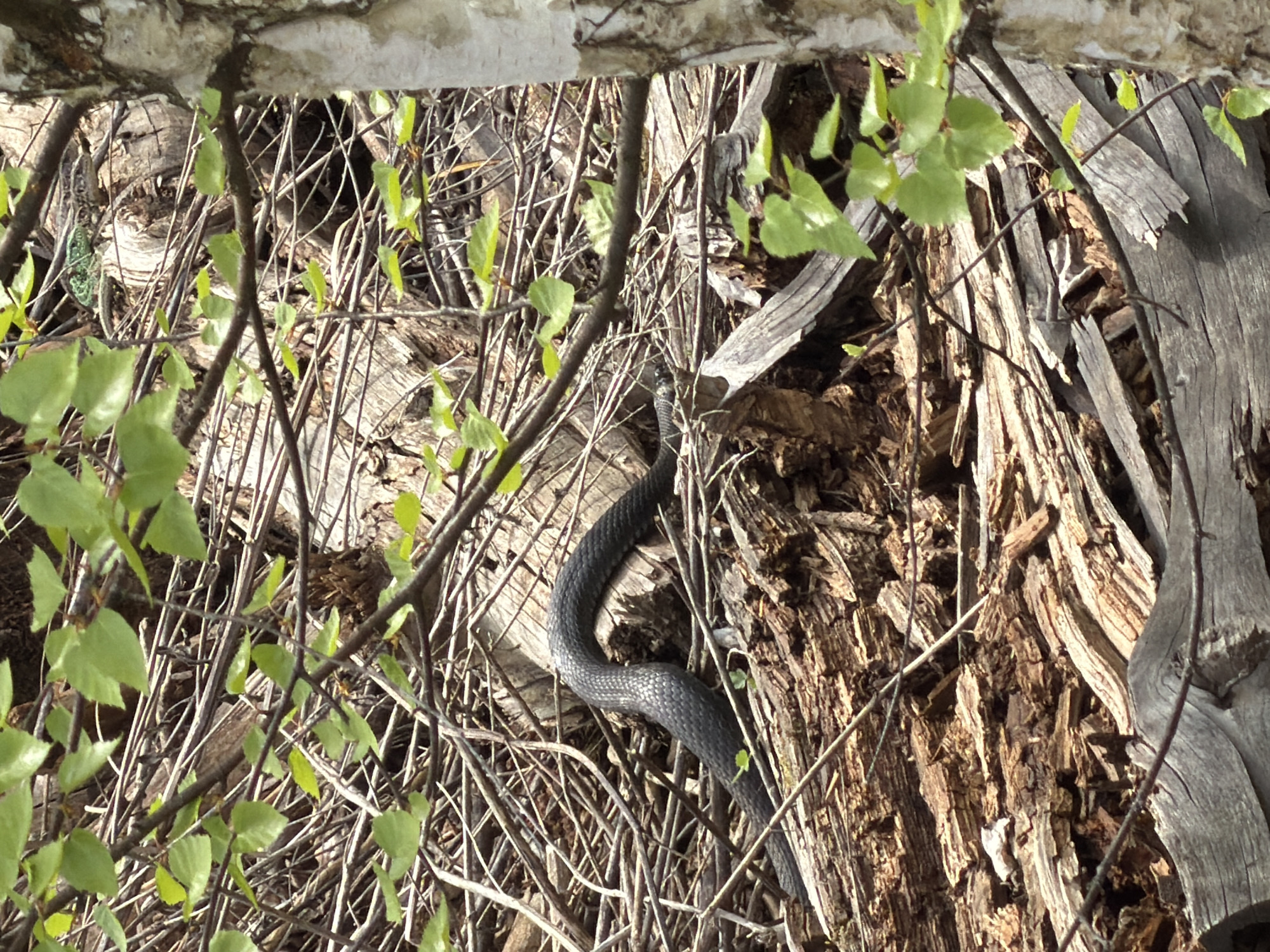 The image depicts a black snake traversing a wooded area. The snake's body is partially obscured by twigs and branches, but its scales are visible. The background consists of decaying wood and vegetation. The leaves on the branches suggest it is late spring. The location is Przykamki, Russia. No people are present.