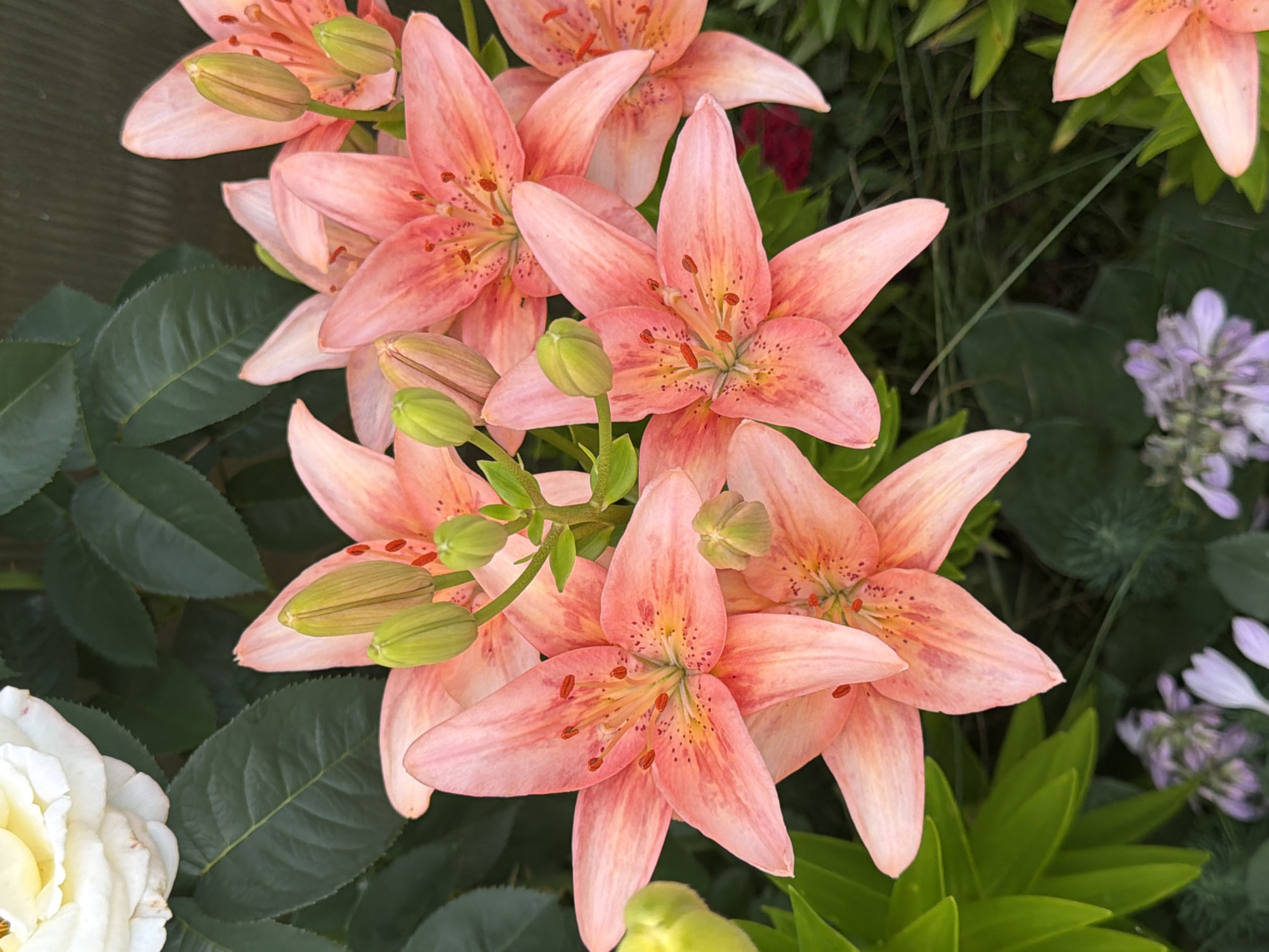 A close-up, top-down shot features a cluster of vibrant pink lilies in full bloom, some with buds. The lilies display speckled petals and prominent stamens. In the upper left corner, a partially visible creamy white rose adds a contrasting texture. Lush green leaves from both the lilies and other plants form a dense backdrop, with glimpses of pale purple flowers and green grass at the bottom. The lighting suggests an outdoor, daytime setting, possibly a garden. The specific location in Боярка, Russia cannot be determined from the image.