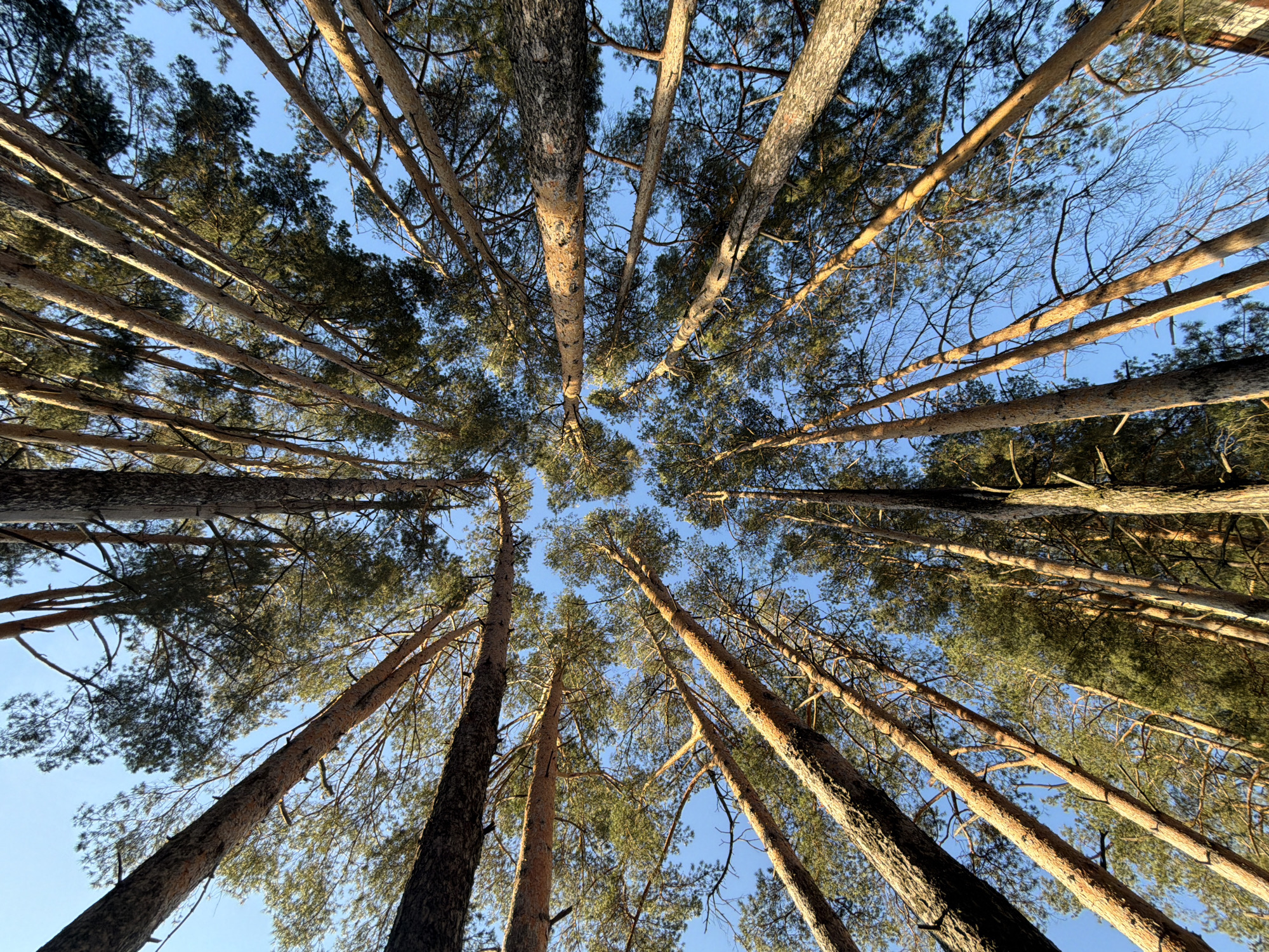 The image depicts a low-angle view looking upwards through a dense forest of tall pine trees. The trunks of the trees converge towards the center of the frame, creating a radial perspective. The bark of the trees is textured and varies in color from light brown to darker shades. Some trees have visible branches with green needles, while others have bare branches. The gaps between the trees reveal a clear, pale blue sky. The lighting appears to be late afternoon, with sunlight hitting the tree trunks from a low angle. This scene is located in the city of Chaikovsky, Russia. There are no people visible in the image.