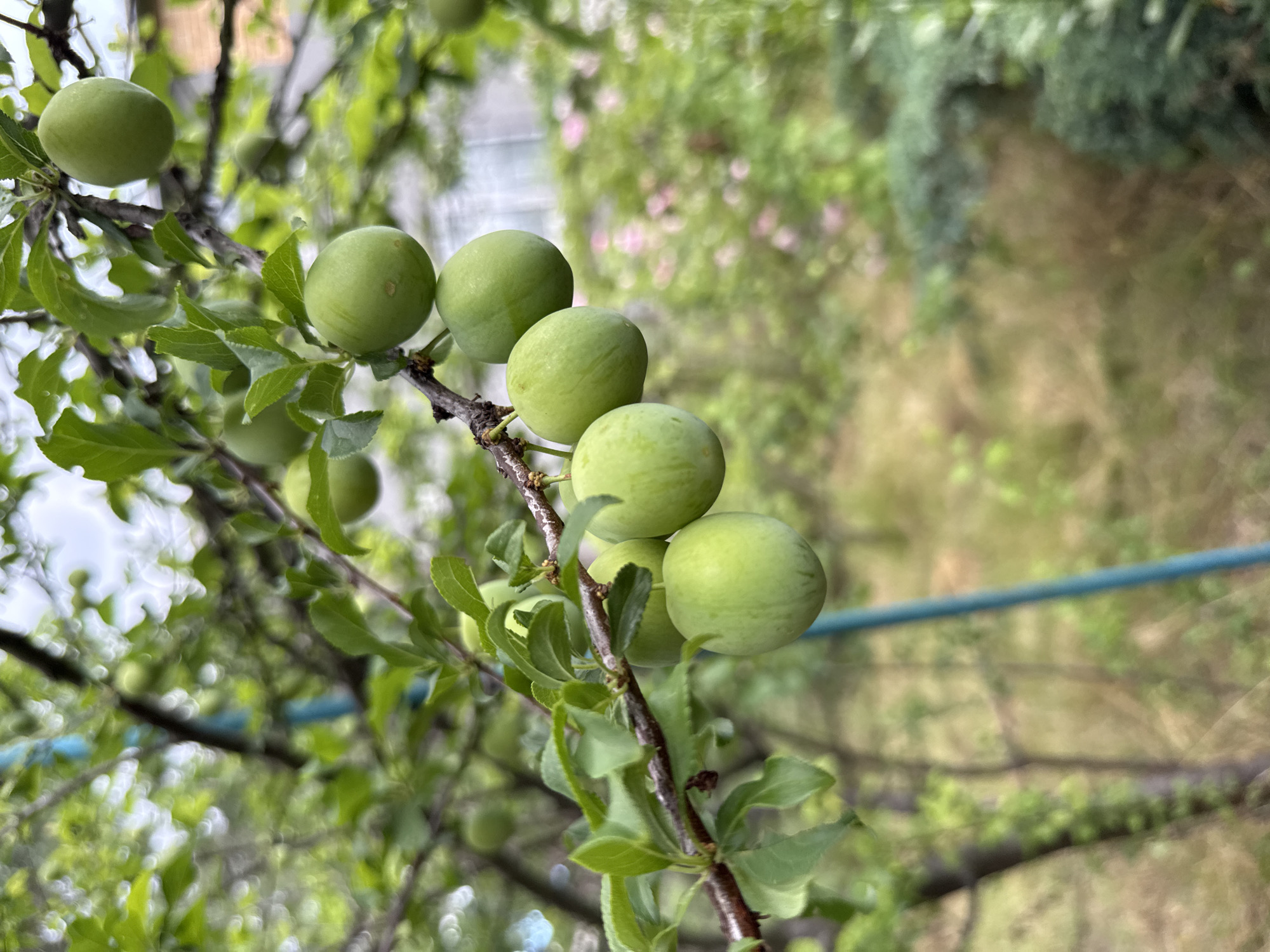 This media file showcases a close-up view of several unripe, green plums hanging from a tree branch. The plums are round and vary slightly in size, clustered along the branch amidst lush green leaves. The branch itself is dark and woody, with smaller stems supporting the fruit.
The background is softly blurred, indicating a shallow depth of field. It reveals a garden setting with hints of other greenery and some out-of-focus pink flowers, suggesting a springtime or early summer scene. The lighting appears to be natural daylight, with no harsh shadows, and the overall mood is peaceful and natural. There is a faint, out-of-focus blue line in the background, possibly a garden hose or wire, which provides a subtle cue to the location being a domestic garden. The image does not contain any visible text. The location context is Obukhivka, Ukraine.
